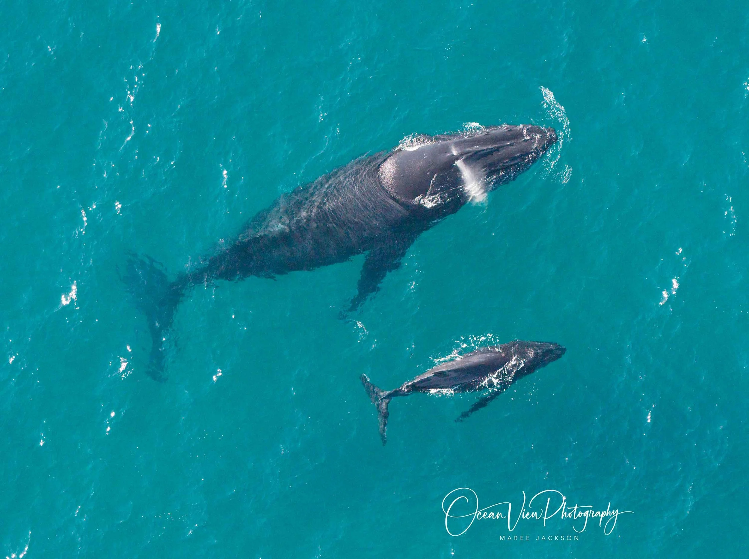 Humpback Whales - mother & calf