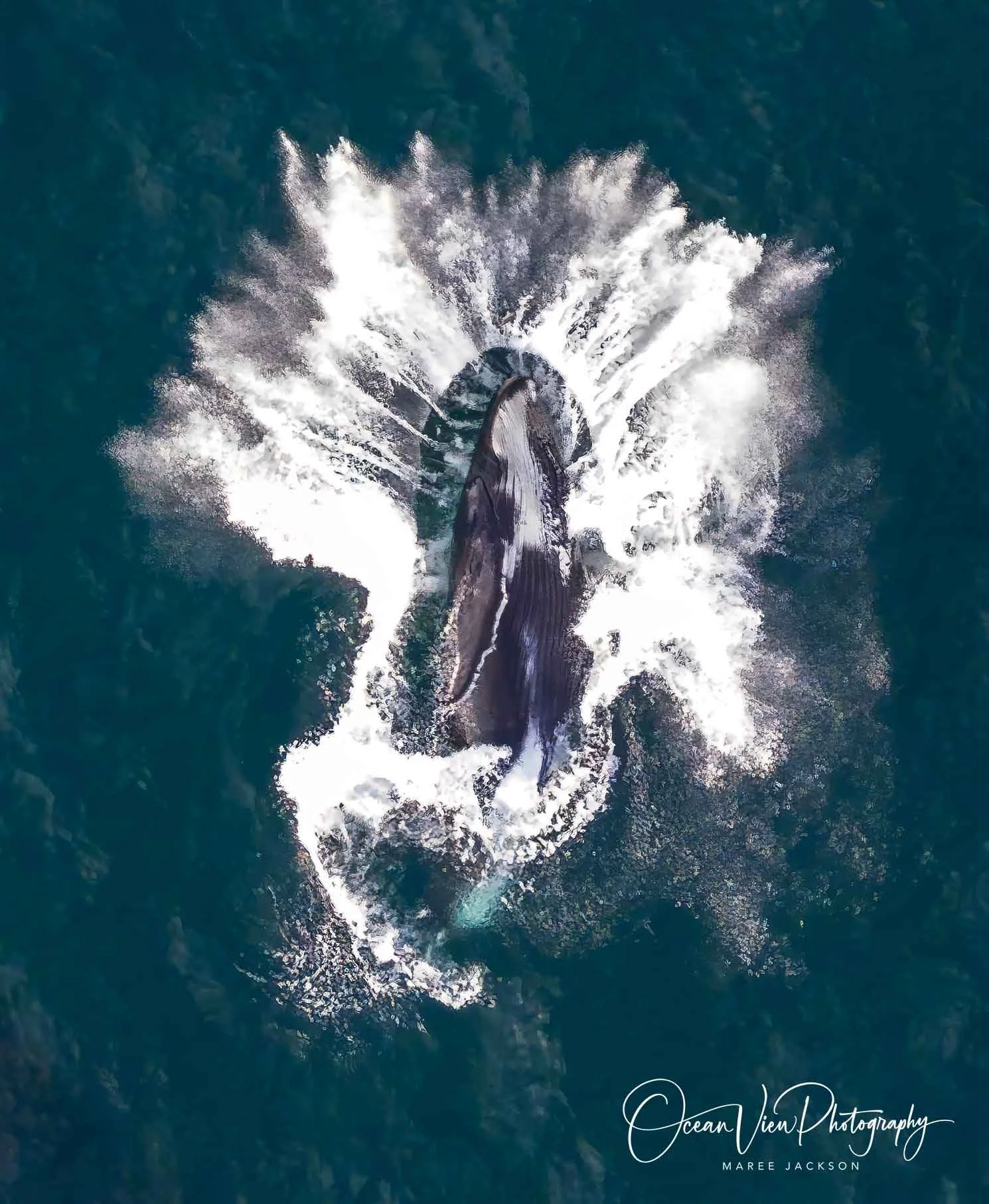 Marine Animals