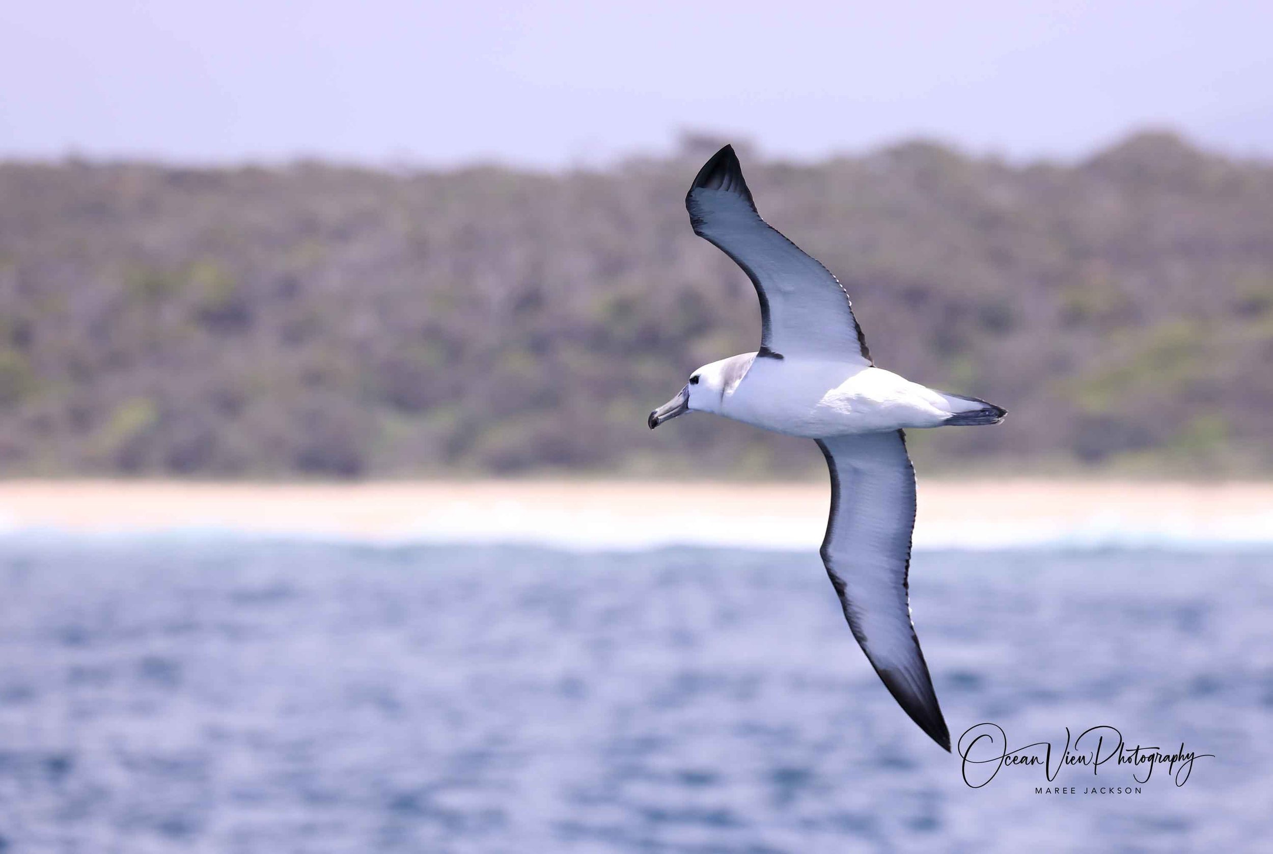 Shy Albatross (Thalassarche cauta)