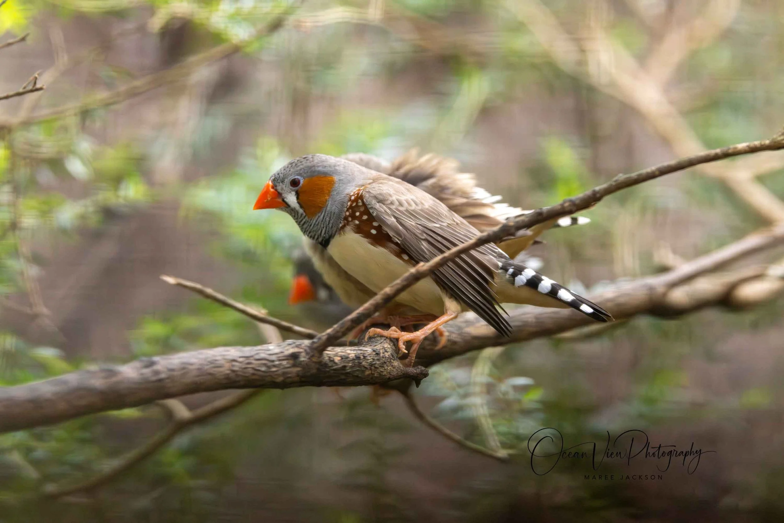 Adult male Zebra Finch (Taeniopygia guttata)
