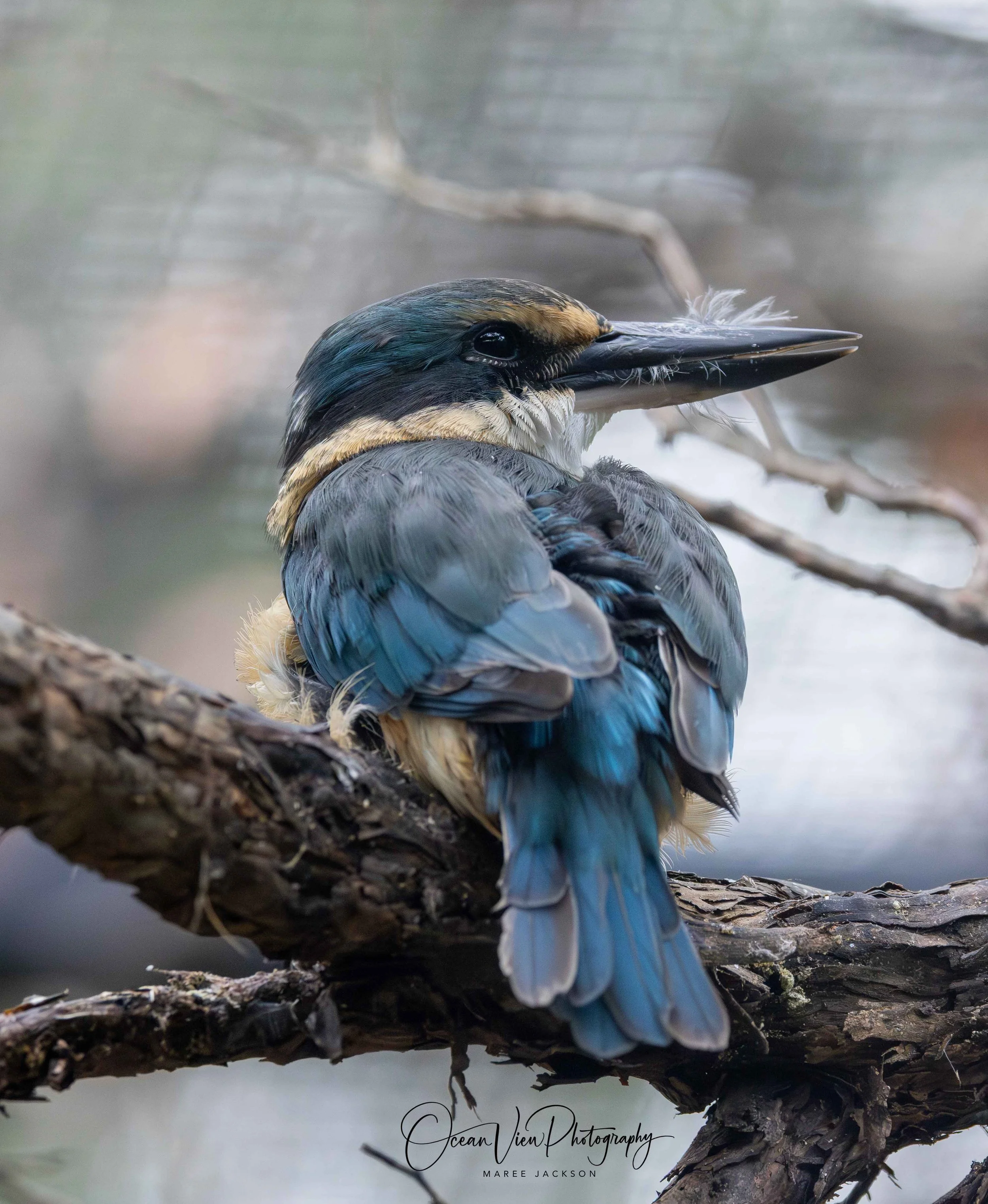 Birdlife