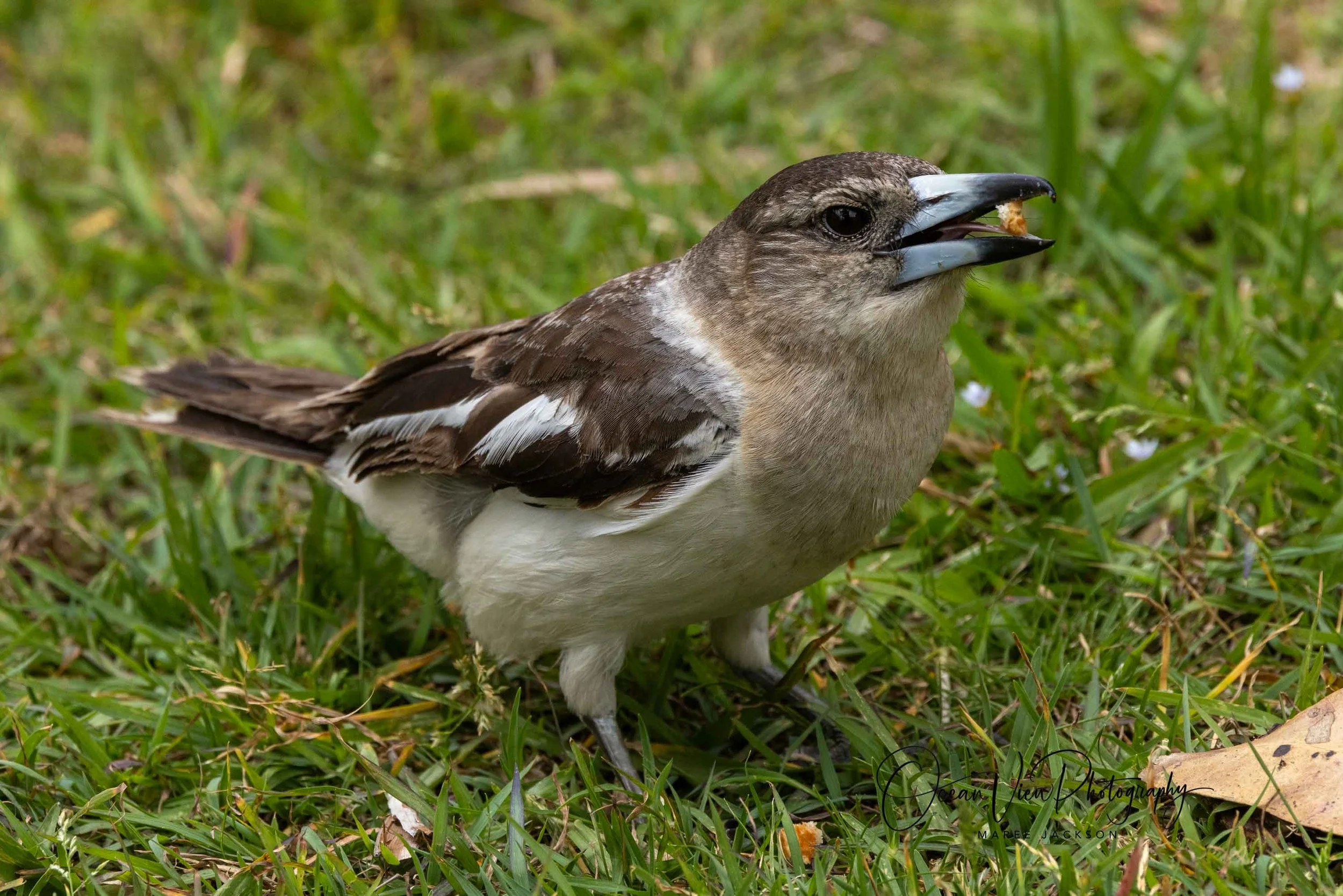 Pied Butcherbird (Cracticus nigrogularis)