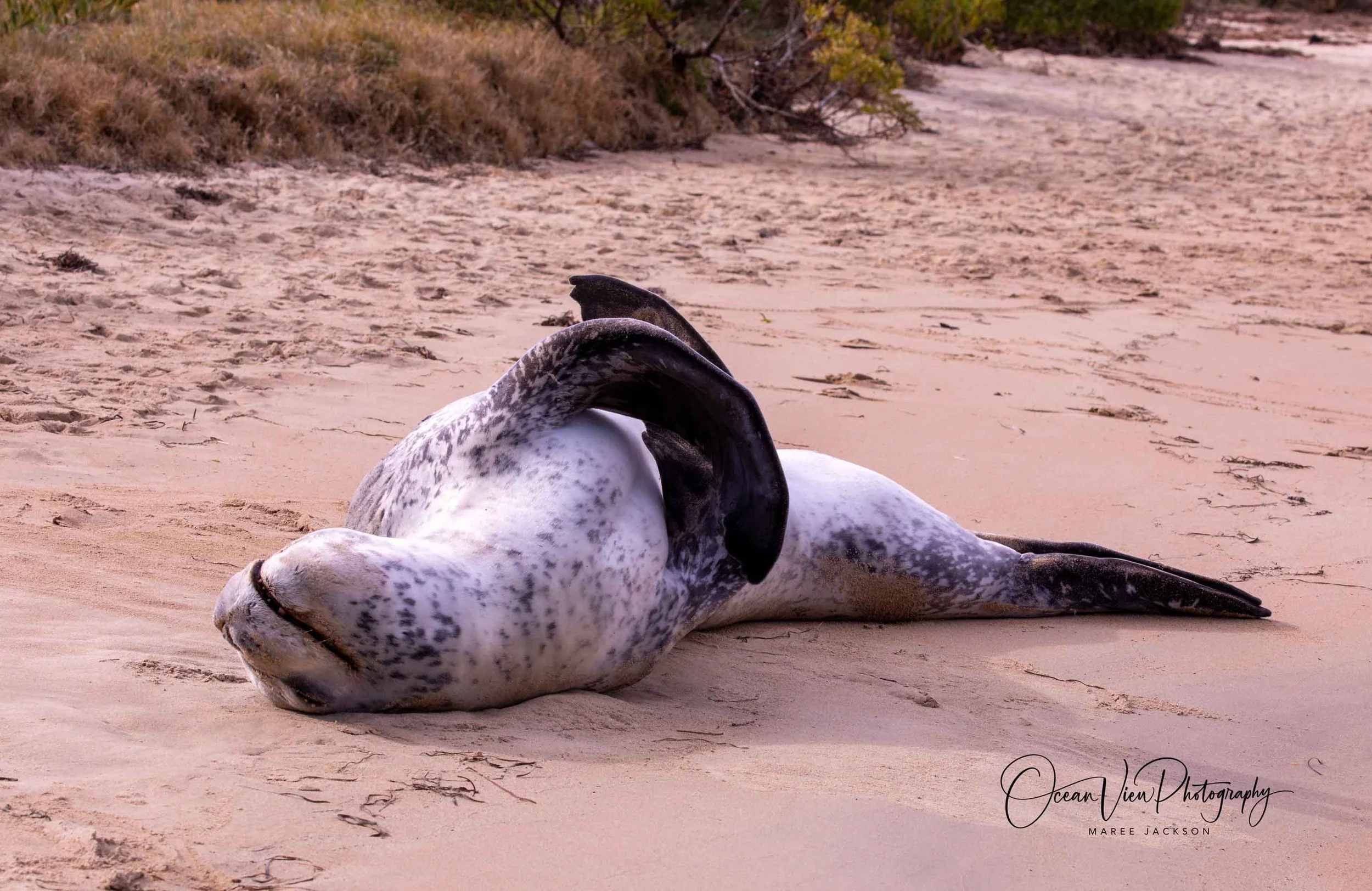 Leopard Seal with the smile