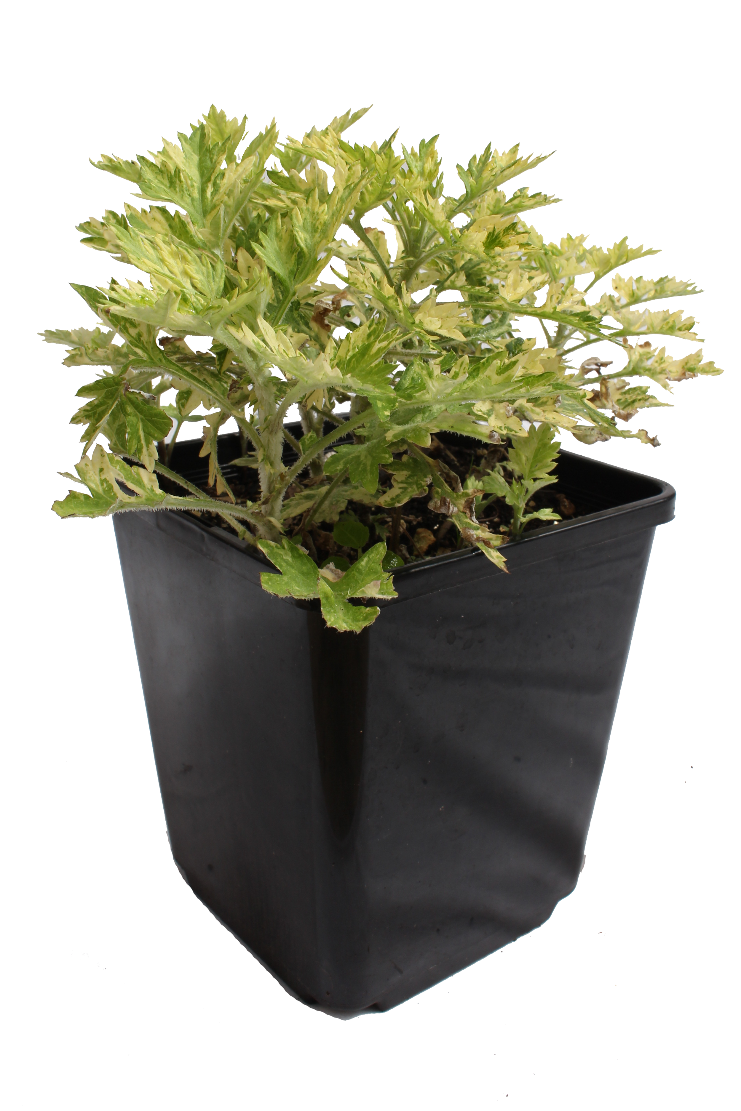 Mugwort (Variegated) Plant
