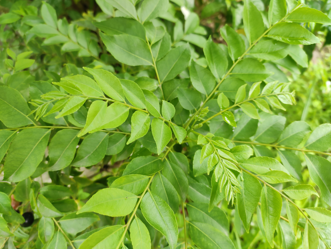 Curry Leaf Tree Seeds — MADE FOR THE EARTH