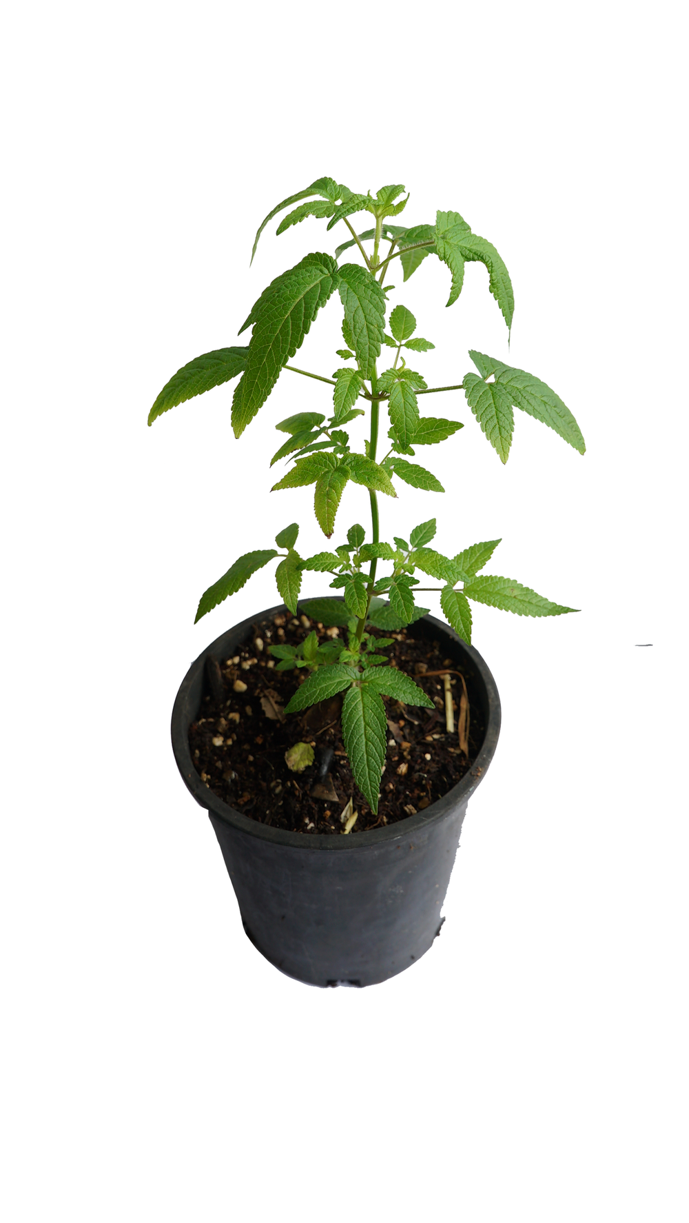 Balm of Gilead Plant  MADE FOR THE EARTH