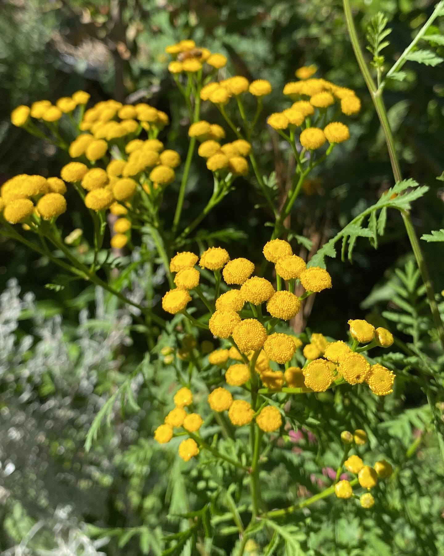 Let&rsquo;s talk about Tansy.🌼🌼🌼 It&rsquo;s one of my favorite flowering plants in the garden. Tansy brings a host of benefits, including attracting beneficial insects like flower wasps and traditional wasps. But it&rsquo;s not just for bugs; tans