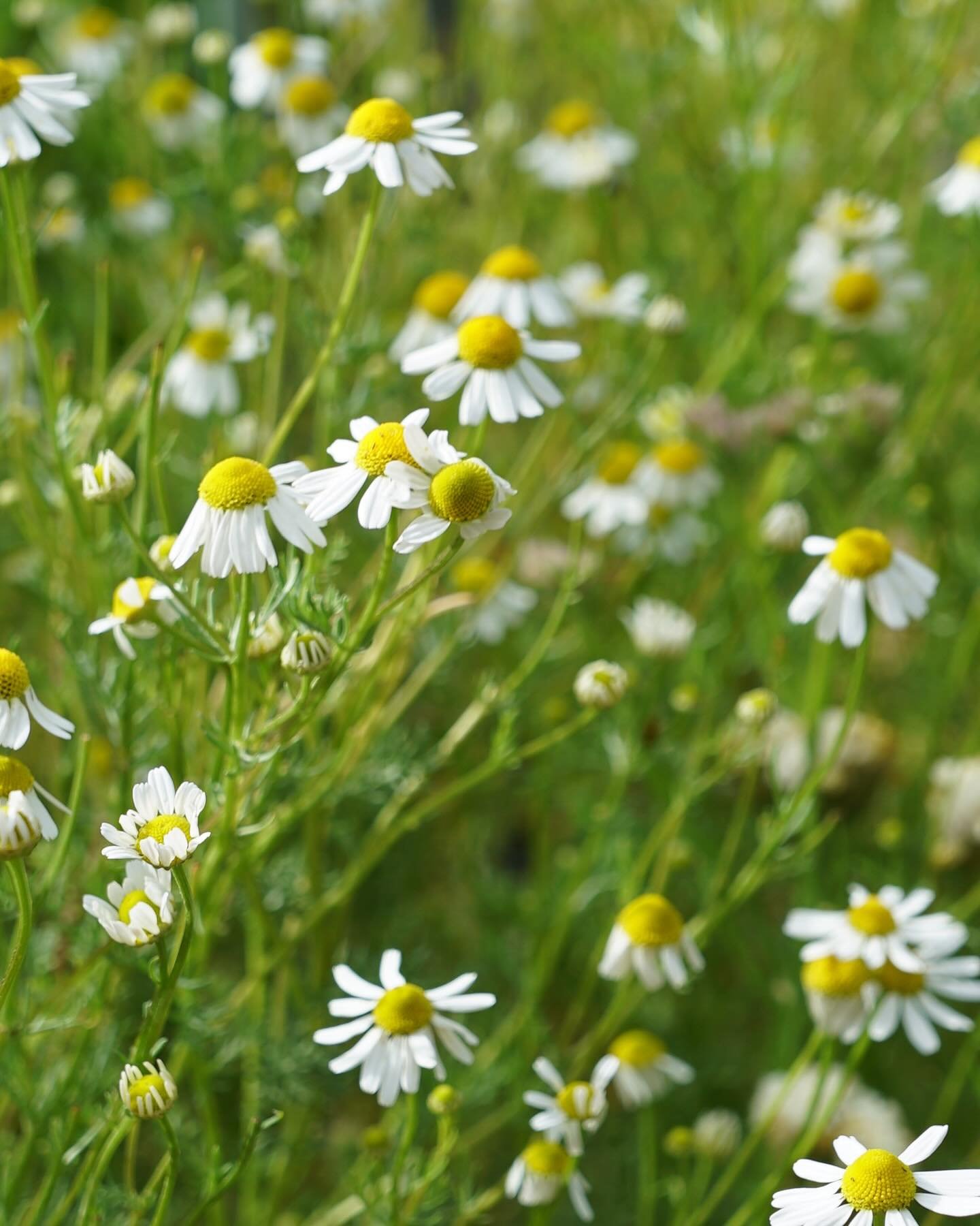 Chamomile season is just around the corner! We are so excited to finally bring back this wonderful healing plant! 🌼🌼🌼🌼 There is nothing I love more than a cup of fresh chamomile tea before bed. Its soothing on the stomach but also it helps to rel