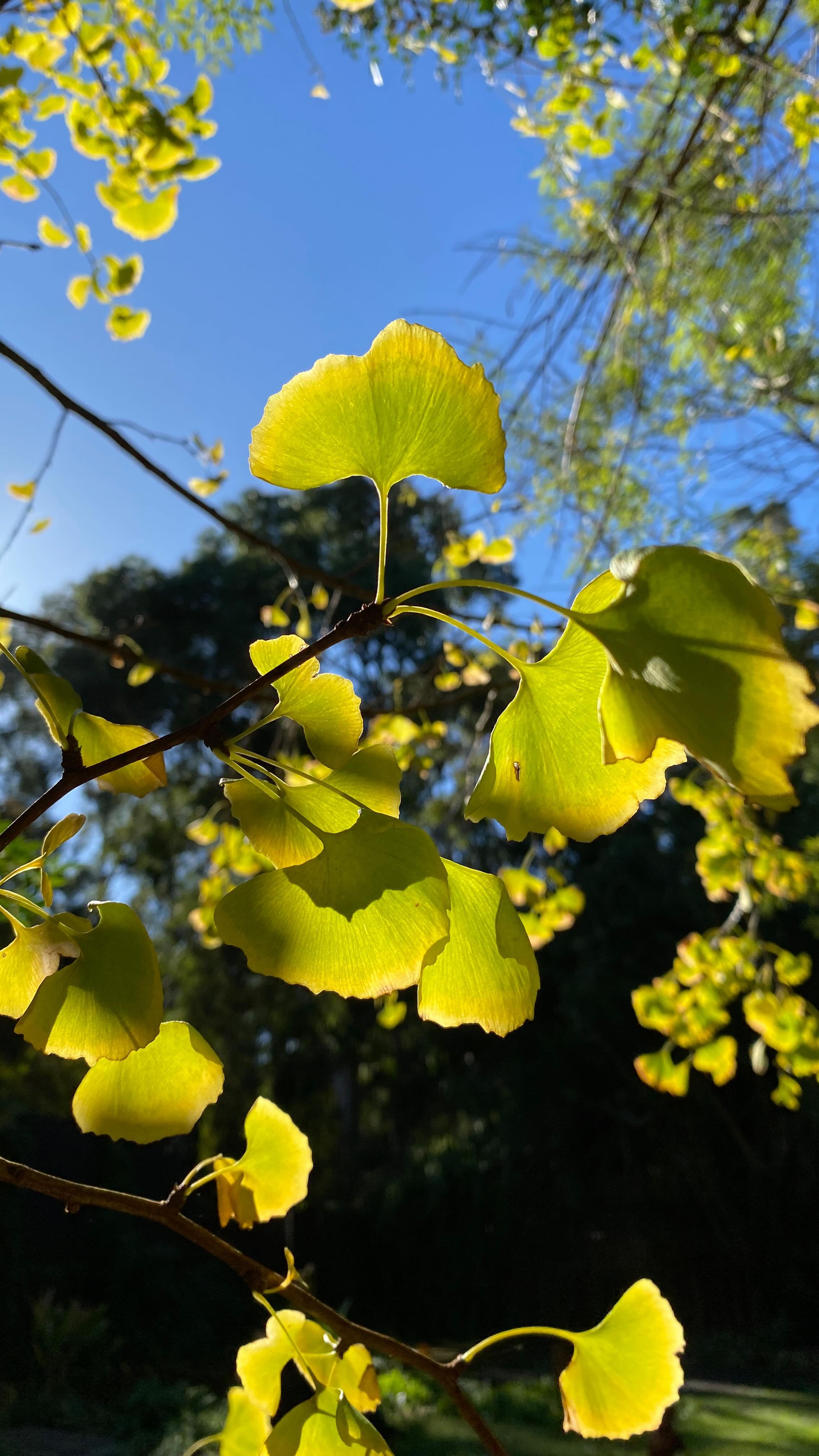 Late autumn ginkgo π§‘ golden leaves falling from one of the oldest medicinal trees on Earth.
Known for its support of memory and circulation, ginkgo is a living fossil and a symbol of resilience. Such a special moment to witness its autumn drop ππΏ