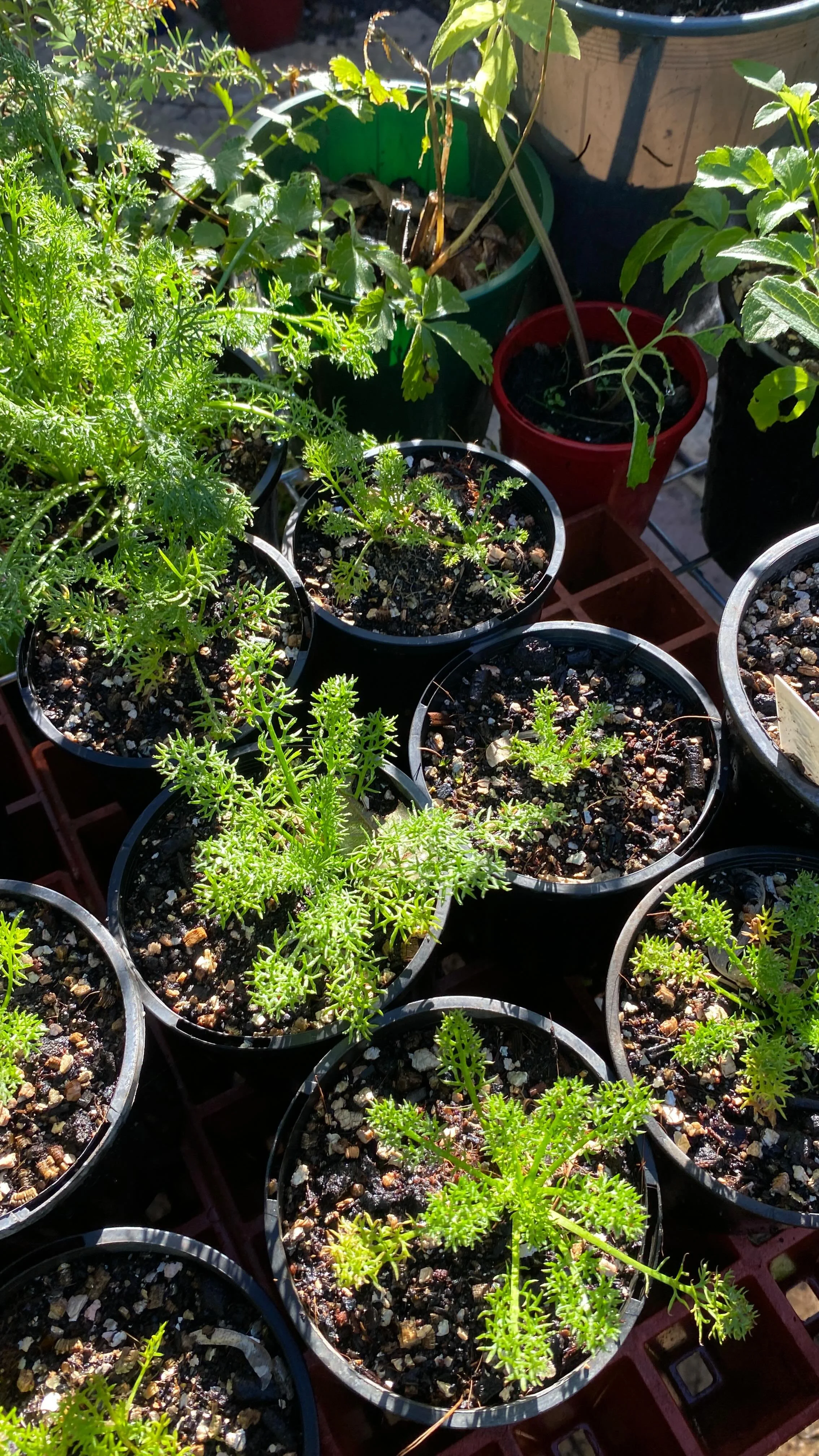 Update in the greenhouse πͺ΄πΏβ¨