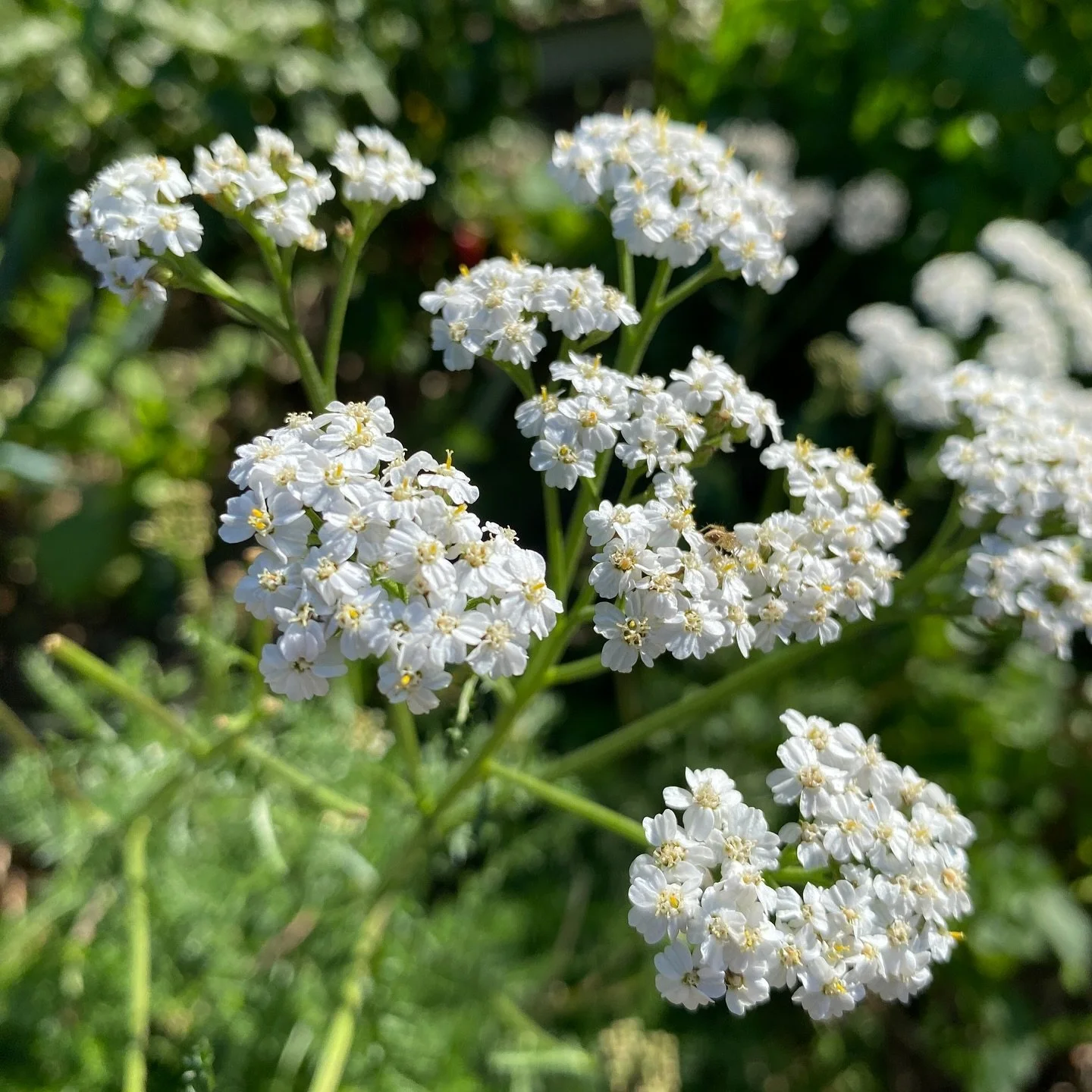 Winter is coming along beautifully! βοΈ We’ve been working hard to get the garden in great shape for the edible garden adventure—mulching, pruning, weeding, and planting π±πΏ. It’s been so much fun packing orders and restocking our b