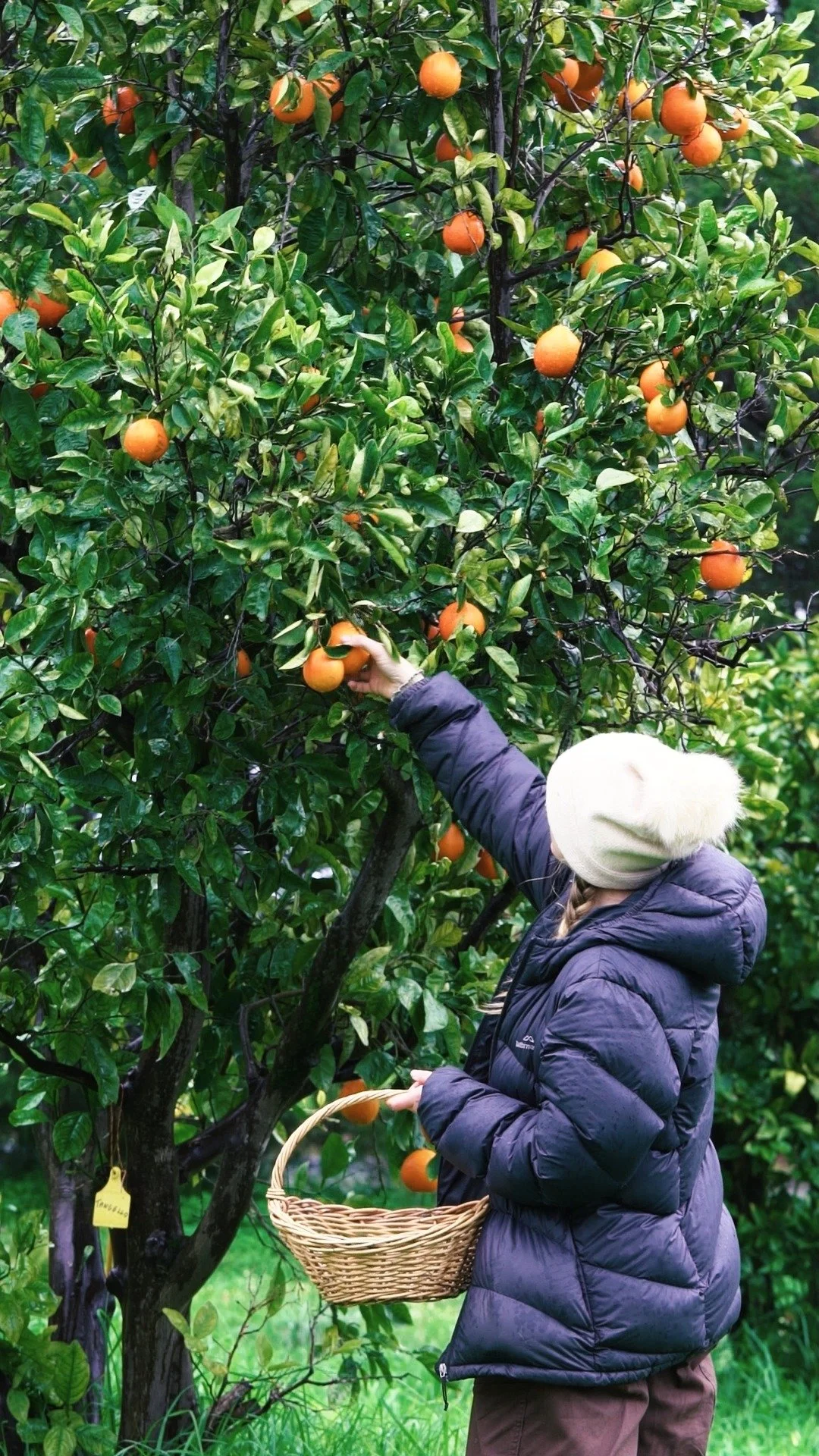 Endless bounty in the winter garden πβοΈ
Picking tangelos—bursting with that tangy-sweet orange flavour—straight from the tree. A refreshing cold-weather snack and a natural boost of vitamin C. There's nothing like harvesting citrus in th