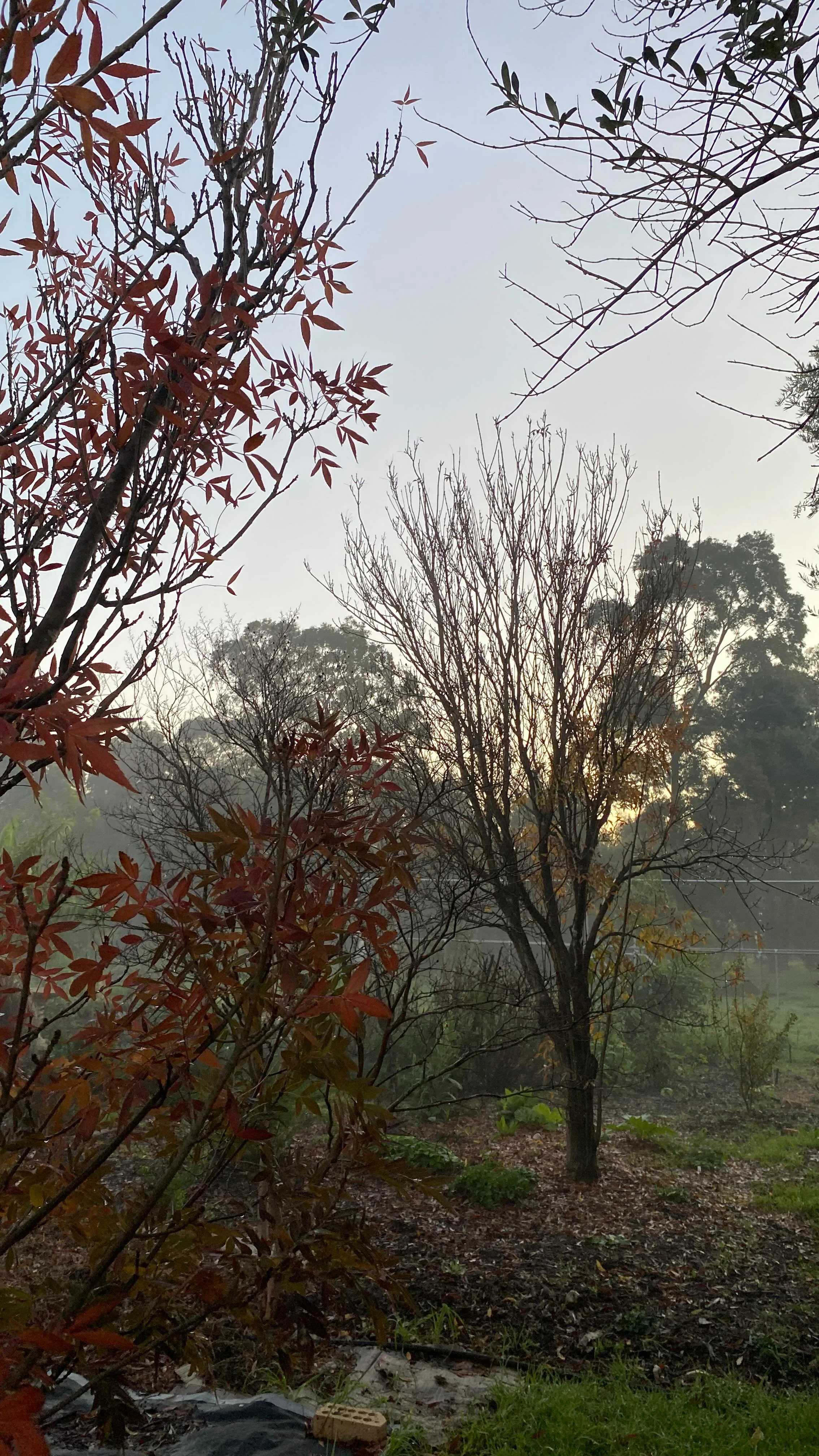 Winter evening fog rolling in like a dream… mystical, mysterious, and wrapped in stillness πΏπ«οΈβοΈ
#WinterFog #EveningStillness #MistyVibes #NatureMystique #QuietMagic #SeasonalShifts #HerbalLife #GardenInTheMist #FoggyEvening #MysteriousNatu