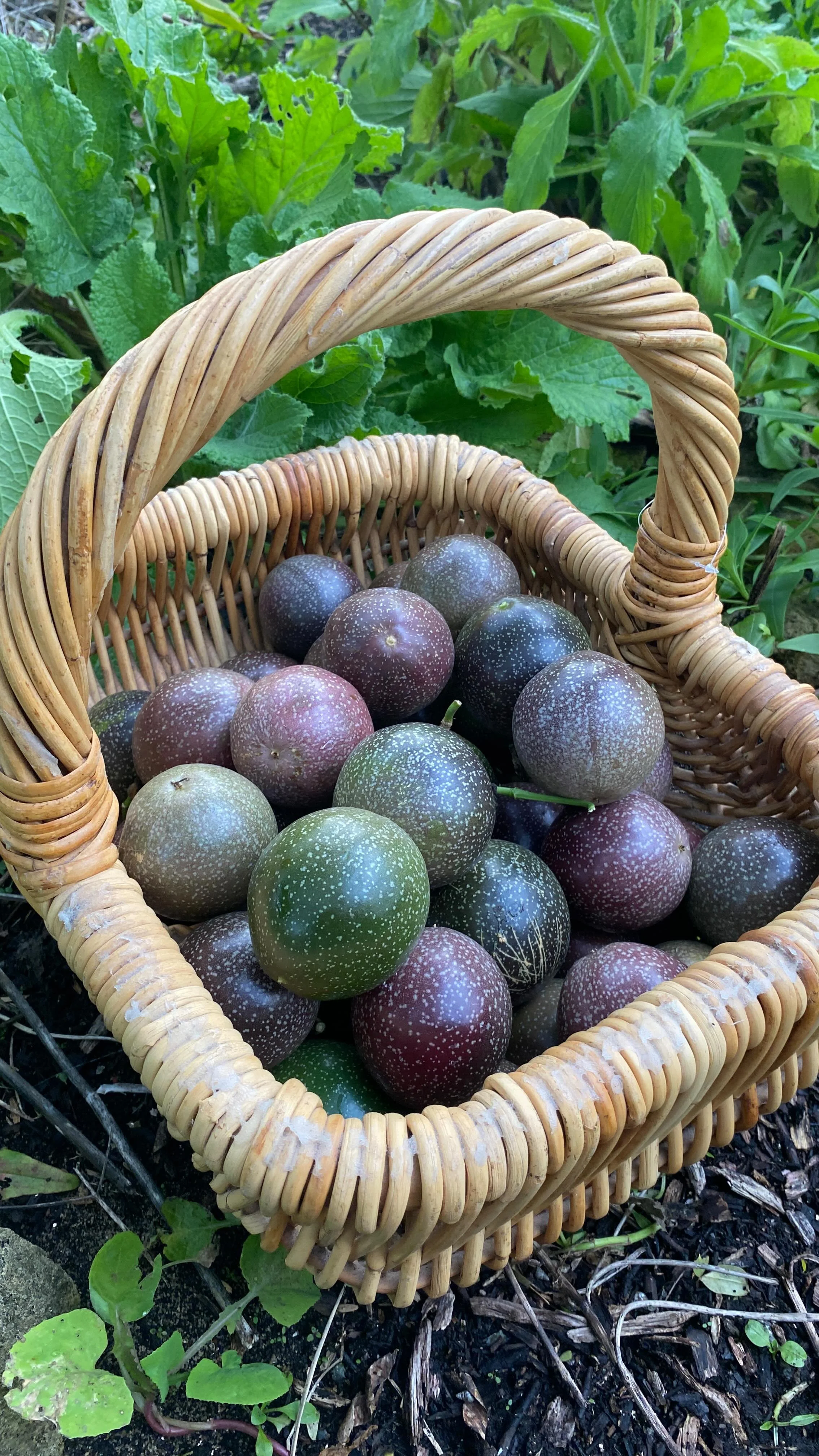 Passionfruit gold! πΏπ
This is a very old vine that only started fruiting prolifically in the last two years. This season, I’ve let it completely take over the shade house—now beautifully intertwined with native wisteria. It’s amaz
