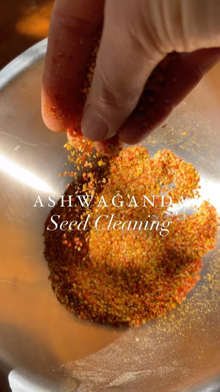 Cleaning Ashwagandha Seeds πͺ·πΏ
A slow and mindful task, but so worth it. These beautiful little seeds hold centuries of traditional wisdom, and I love being part of their journey from plant to seed to medicine. Grown with care, cleaned by hand &mdas