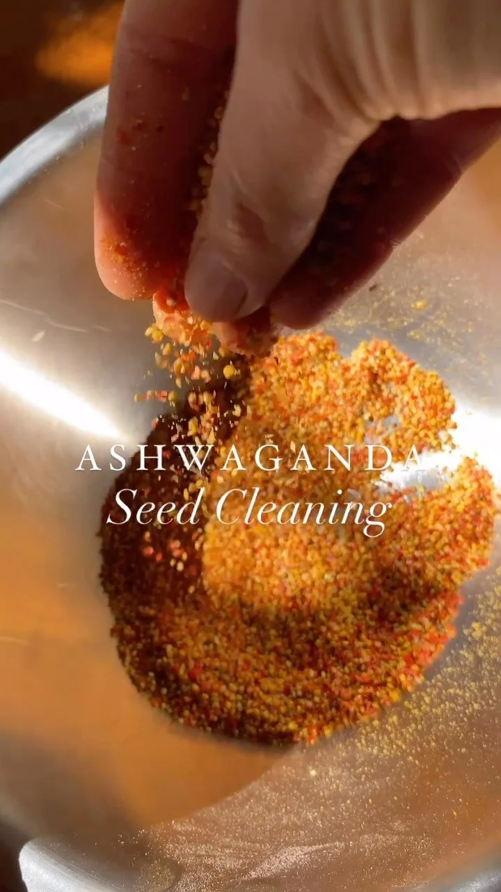Cleaning Ashwagandha Seeds πͺ·πΏ
A slow and mindful task, but so worth it. These beautiful little seeds hold centuries of traditional wisdom, and I love being part of their journey from plant to seed to medicine. Grown with care, cleaned by hand &mdas