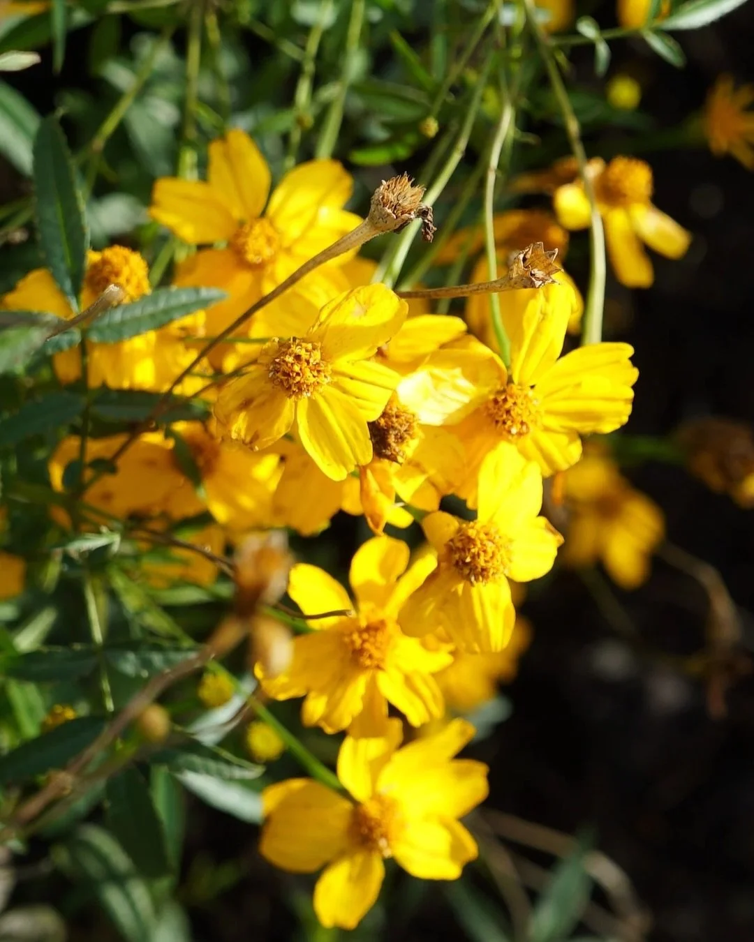 πΌ Just Added to the Shop! πΌ
Mexican ‘Mountain’ Marigold (Tagetes lemmonii) is now available in seed form — grown right here in our nursery and thriving in the WA sun π
With its bold citrus-pine scent and golden blooms, this herb