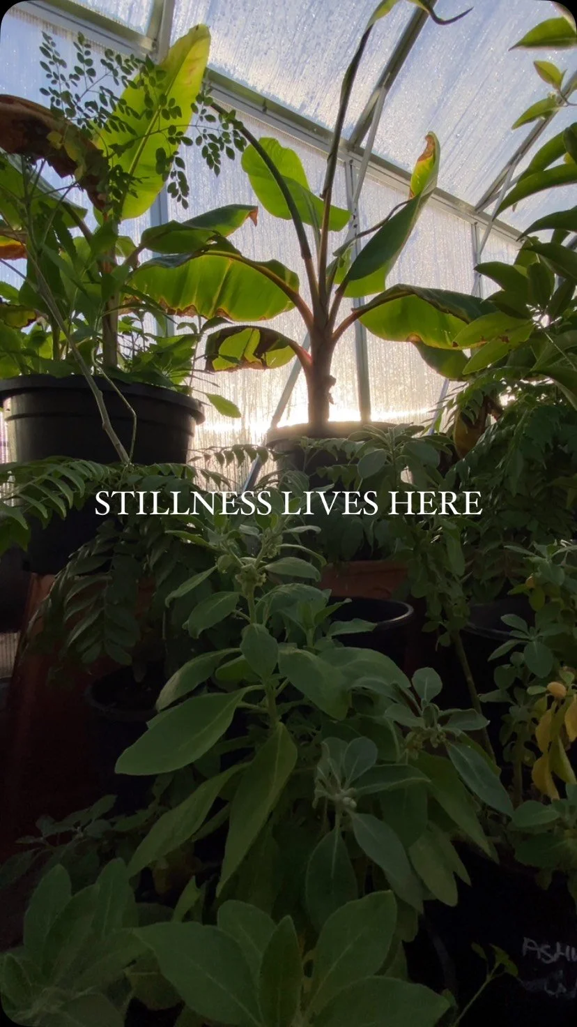 Cold afternoons in the greenhouse βοΈ
really warm me up
Love in the light
stillness in the air
Everything slows
everything softens
It’s the place where it all comes together
A much needed space
to settle my thoughts
and just be πΏ
#greenhouse