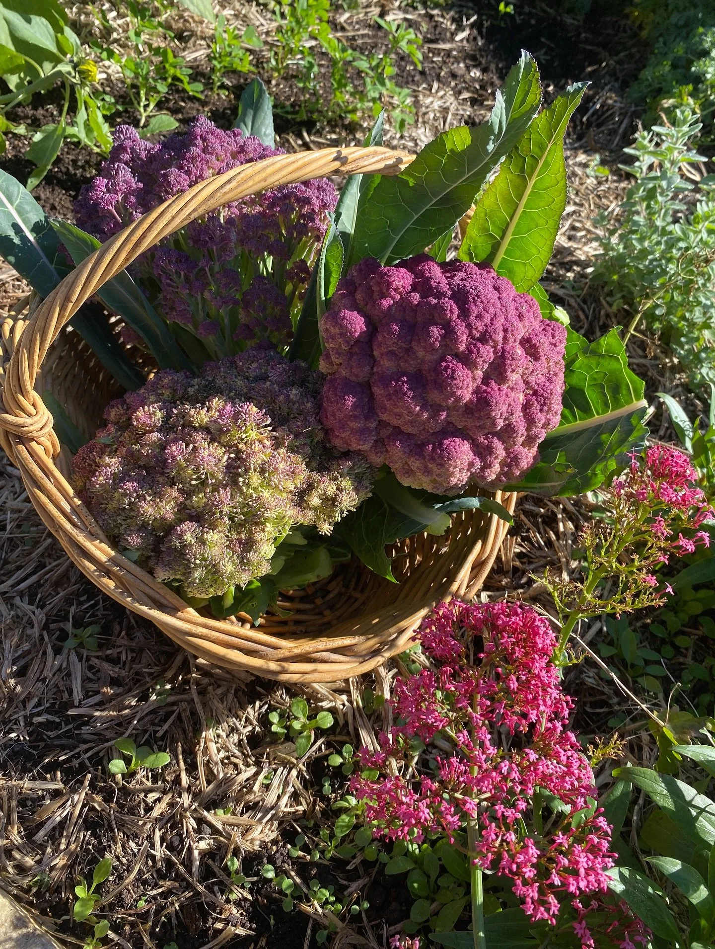 Oh, life has been BUSY! πΏ
Between packing orders, harvesting, packing seeds, picking cauliflower, wrangling the chooks, cooking, baking, and keeping the sourdough alive… I honestly can’t even remember the last time I took a proper break