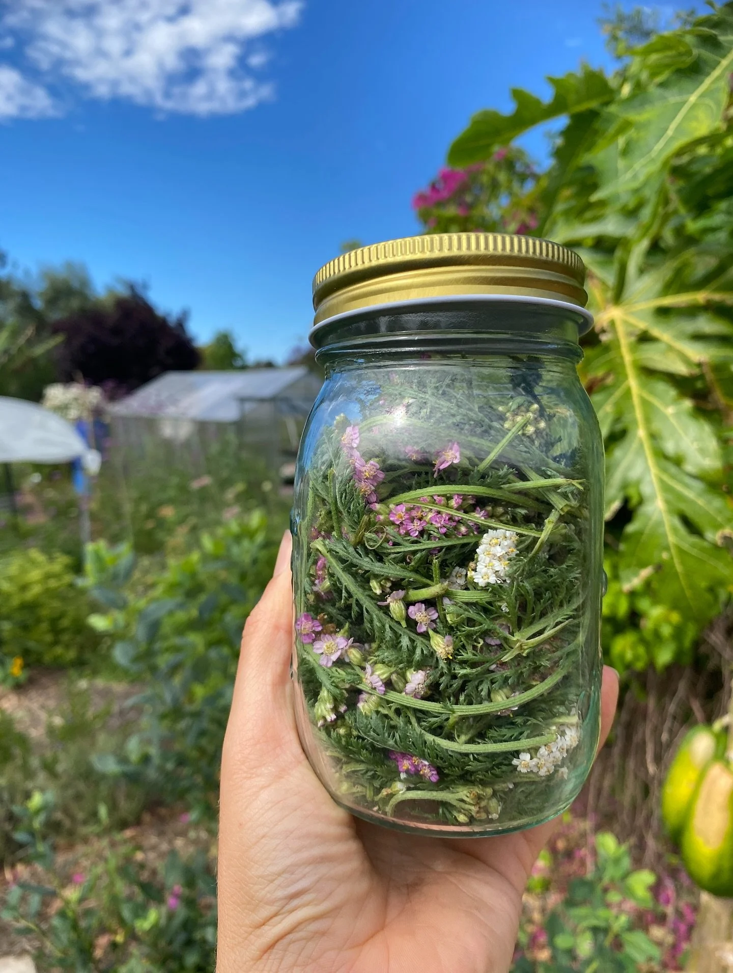 🌿 Yarrow Appreciation Post 🌿

Yarrow has been my absolute go-to this week. I&rsquo;ve been using it for a sore tooth and honestly, it&rsquo;s reminded me just how incredible this herb is. It&rsquo;s traditionally used for toothache, bleeding gums, 