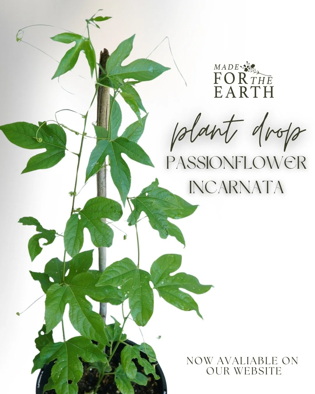 Passionflower incarnata is finally back and she&rsquo;s a beauty. This calming, dreamy plant is now available on our website. madefortheearth.com.au

You can order through Click and Collect, choose your pick up time at checkout, and your plant will b
