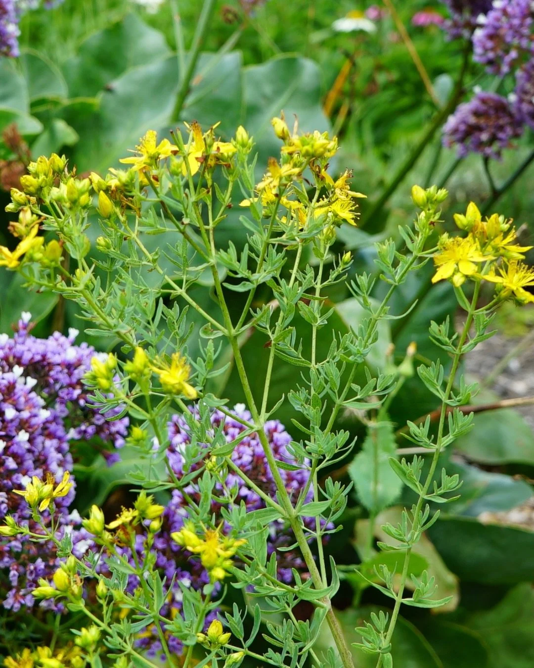 Something truly special is putting on a display in the garden right now &mdash; St Johns Wort 🪴

It&rsquo;s a plant that often gets misunderstood in the gardening and herbal community, but it&rsquo;s genuinely a beautiful addition to a home apotheca