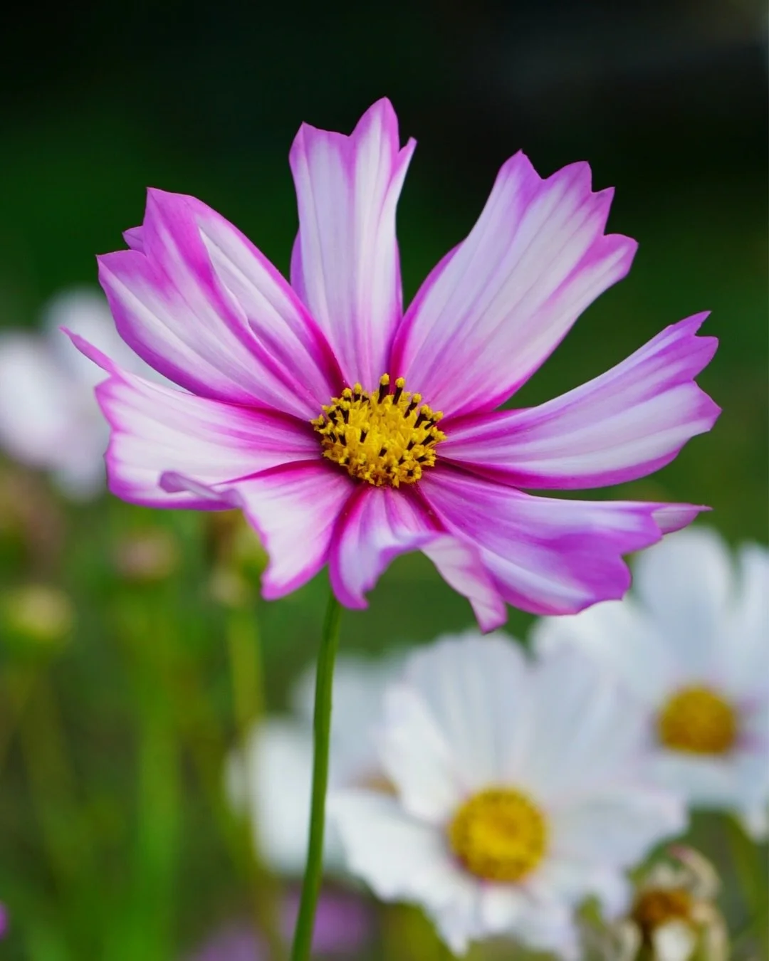New Seed Variety Now Available Cosmos! 🌸

It has been such a joy growing Cosmos this year. I have never really given them their own dedicated space before but now that I have, they have absolutely flourished. Next year I will definitely be growing e