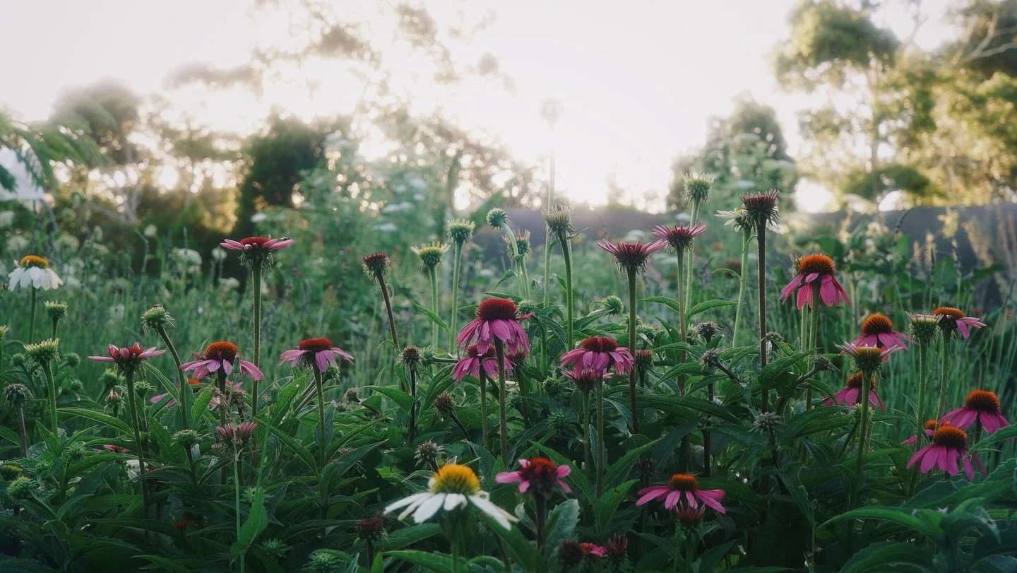 Something truly magical about this afternoon ✨🌱🌿🪴
Grounded in the garden harvesting Californian poppy, chamomile and blue cornflower.
Enjoying the view while keeping an eye on the chook chooks roaming around.
And the echinacea is really popping ri