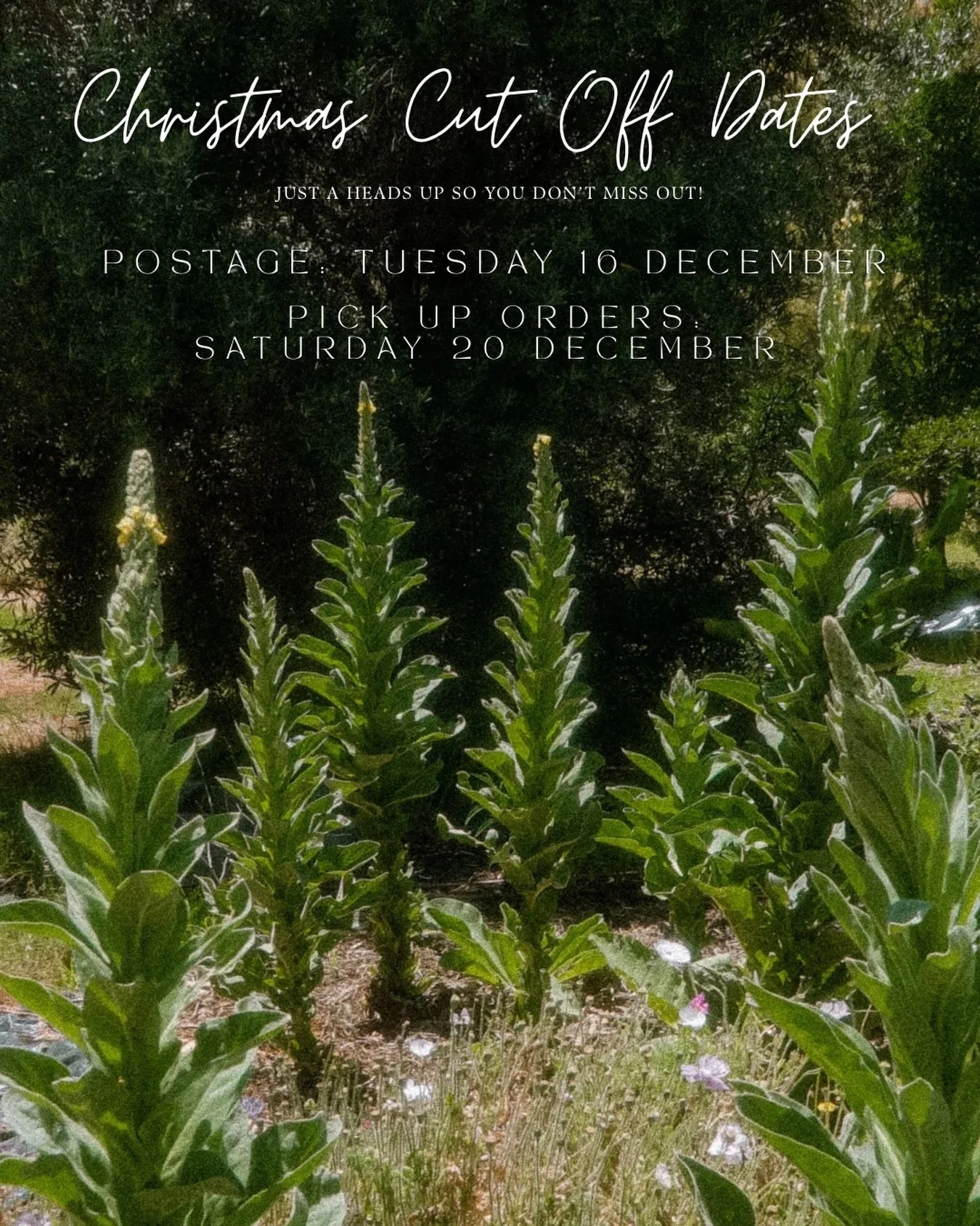 Christmas Cut Off Dates 🎄🌿🪴

💌Postage: Last Day - Tuesday 16 December
🪴 Pick Up Orders: Saturday 20 December is your last chance to shop and secure your plants 🪴 

If you&rsquo;re needing anything for the christmas break, pop your order in befo