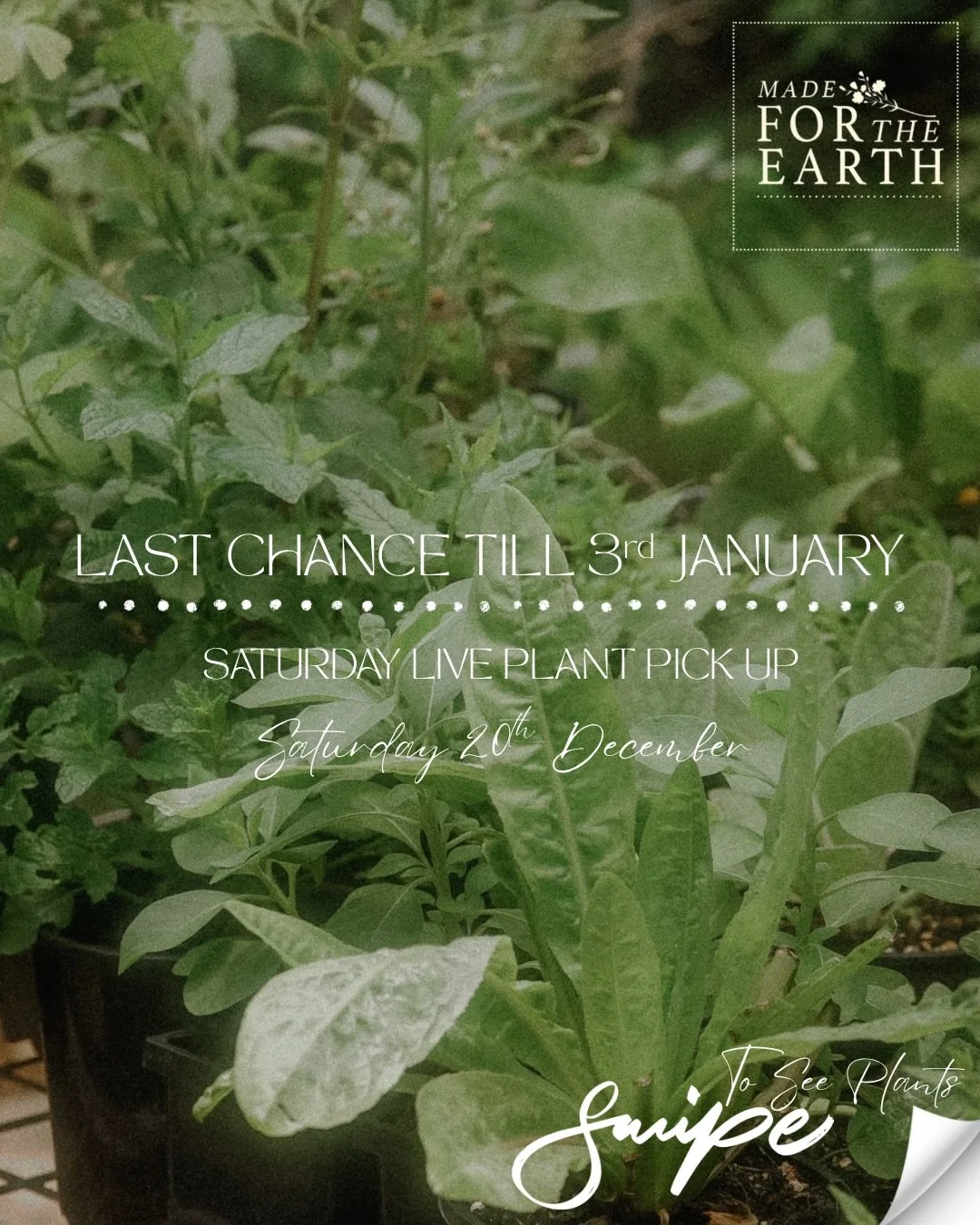 Last chance plant lovers 🌿

This Saturday the 20th is the final day for plant click and collect before we&rsquo;re on our christmas break! 

If you&rsquo;re thinking of starting that herb garden over the Christmas break, now is the time. We&rsquo;ve