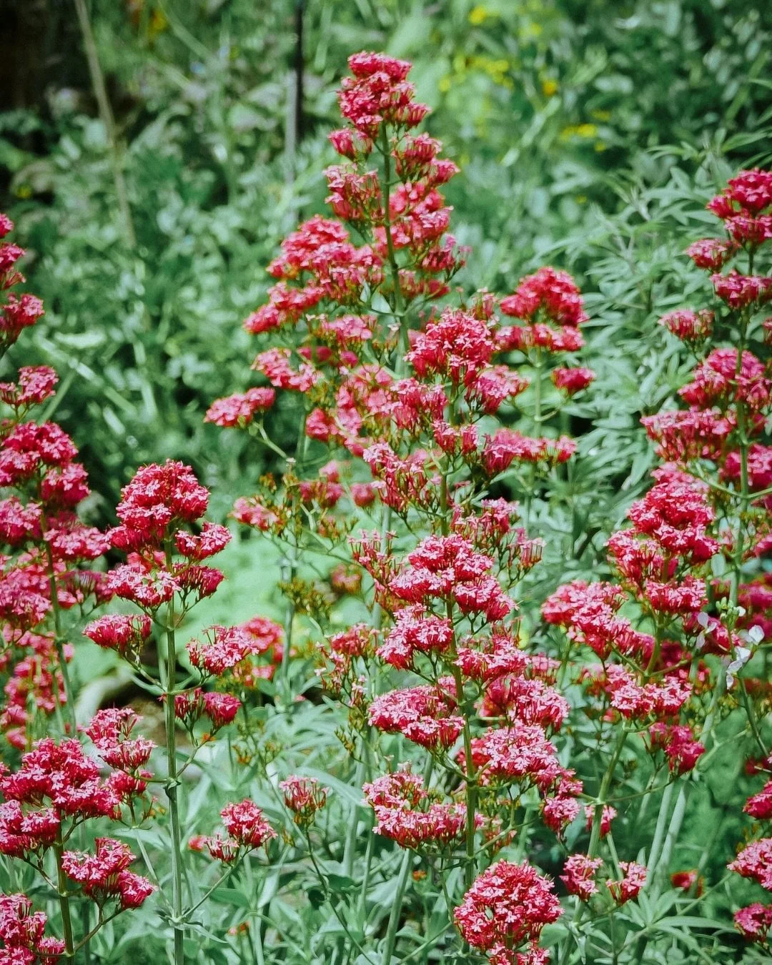 Now in stock and new to the garden 🌸
Pink Valerian Centranthus ruber &lsquo;Roseus&rsquo; is grown for its beautiful pink blooms and pollinator friendly flowers. Despite its name, it&rsquo;s not the medicinal valerian used for sleep. This one is all