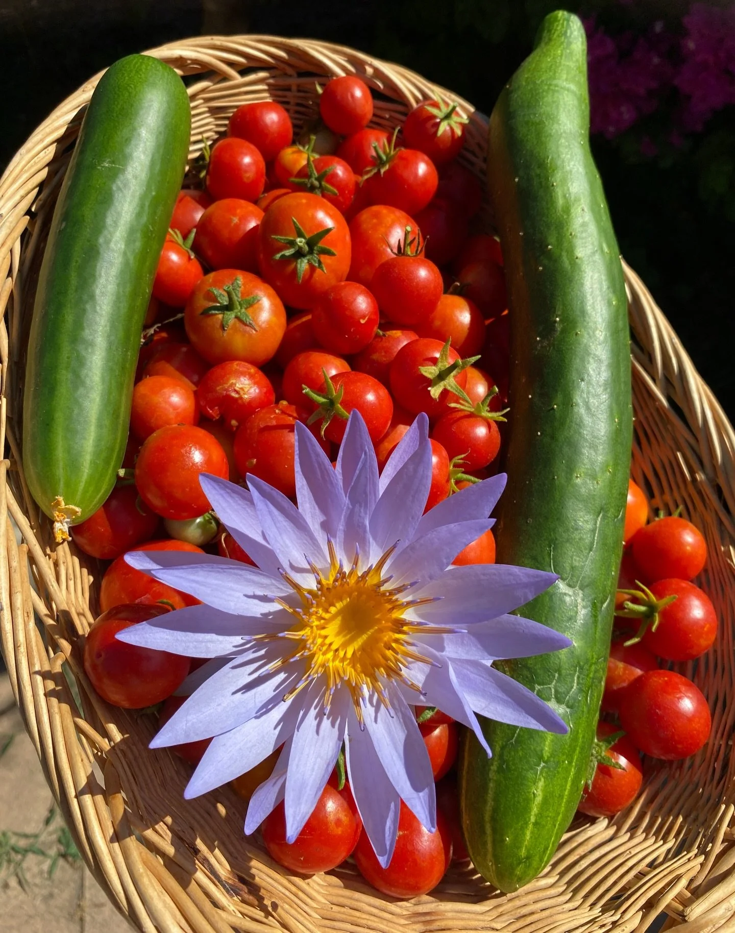 To much beauty not to post to the feed 🪴 Summer garden has been taking care of us well!