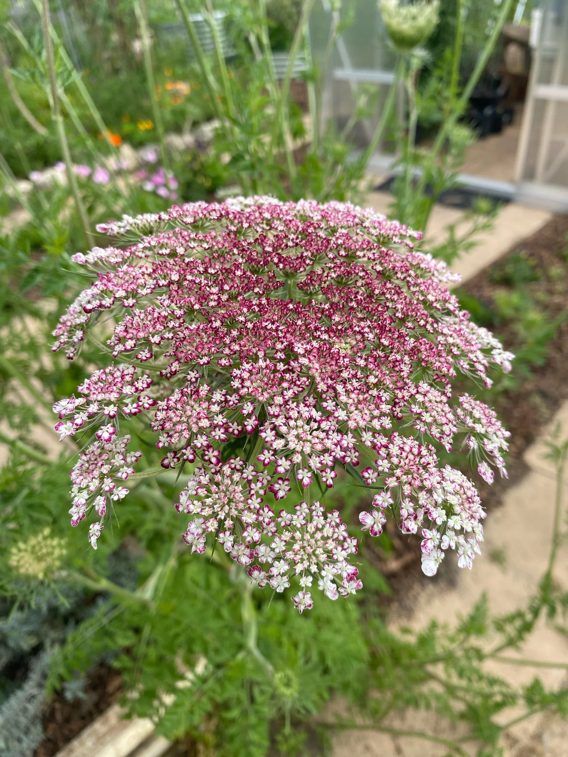 Queen's Anne's Lace (Chocolate) Seeds