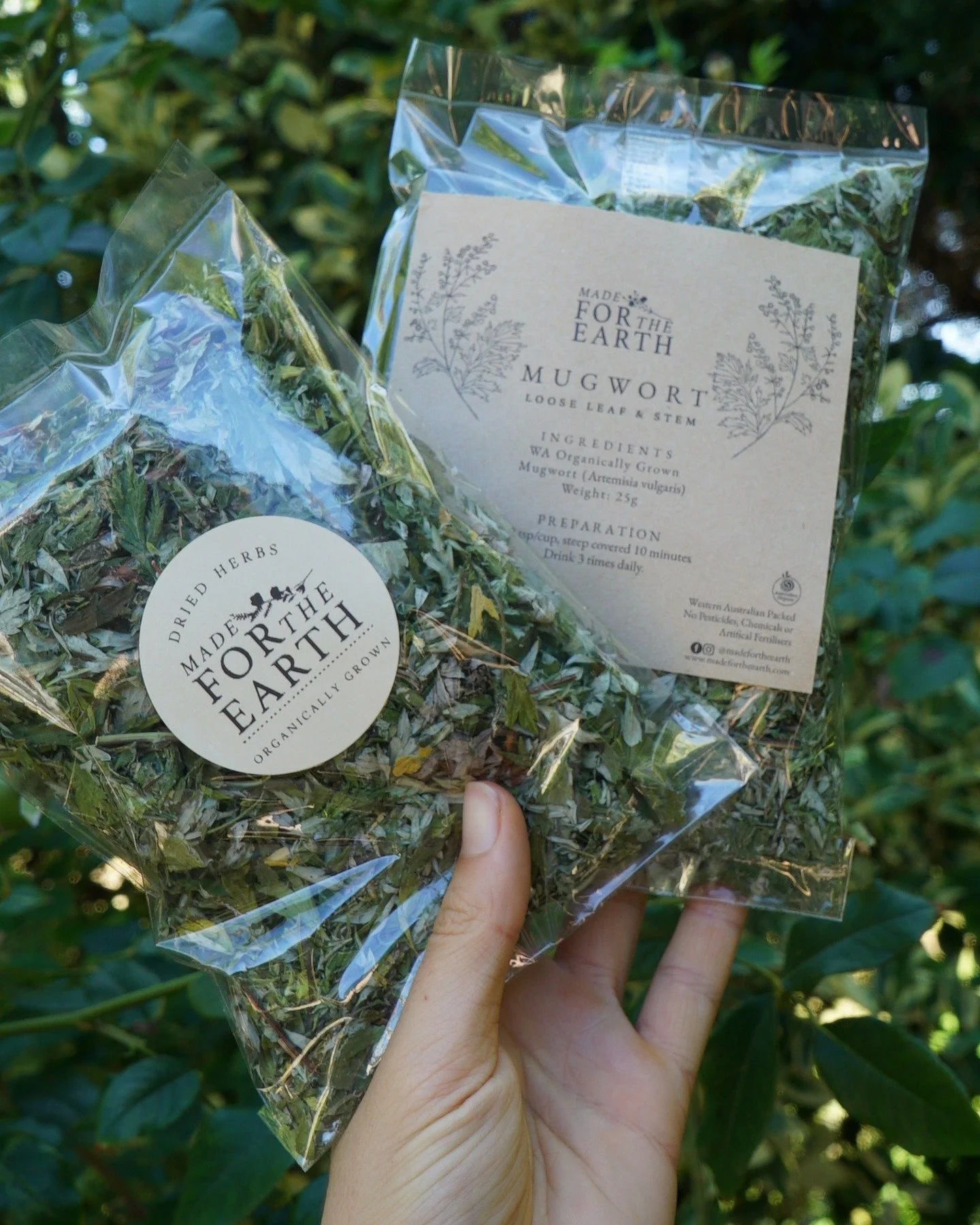 Our beautiful home grown Mugwort 🌿

Grown right here in WA, spray free and organically nurtured, this aromatic herb has such a long history of traditional use. Mugwort has been cherished for relaxation, dreamwork, ritual and traditional moxa practic