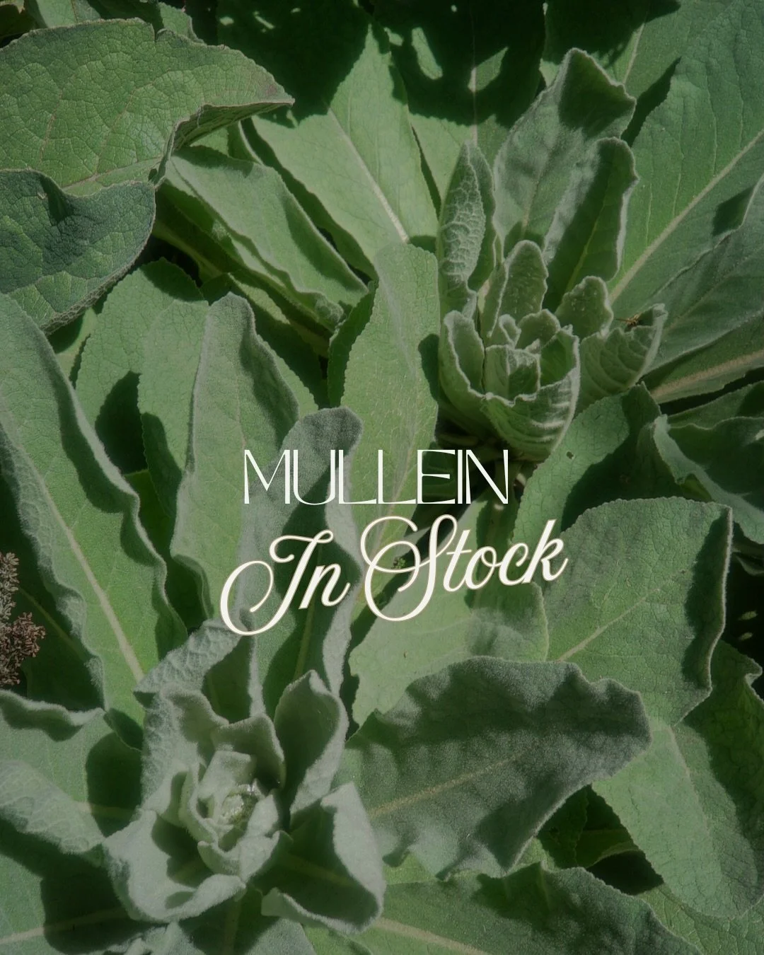🌿 Growing Mullein 🌿

Mullein is an incredibly low maintenance plant once established.

&bull; Plant in full sun
&bull; Prefers well drained soil
&bull; Water to establish, then only occasionally
&bull; Very drought hardy
&bull; Grows a soft leafy b