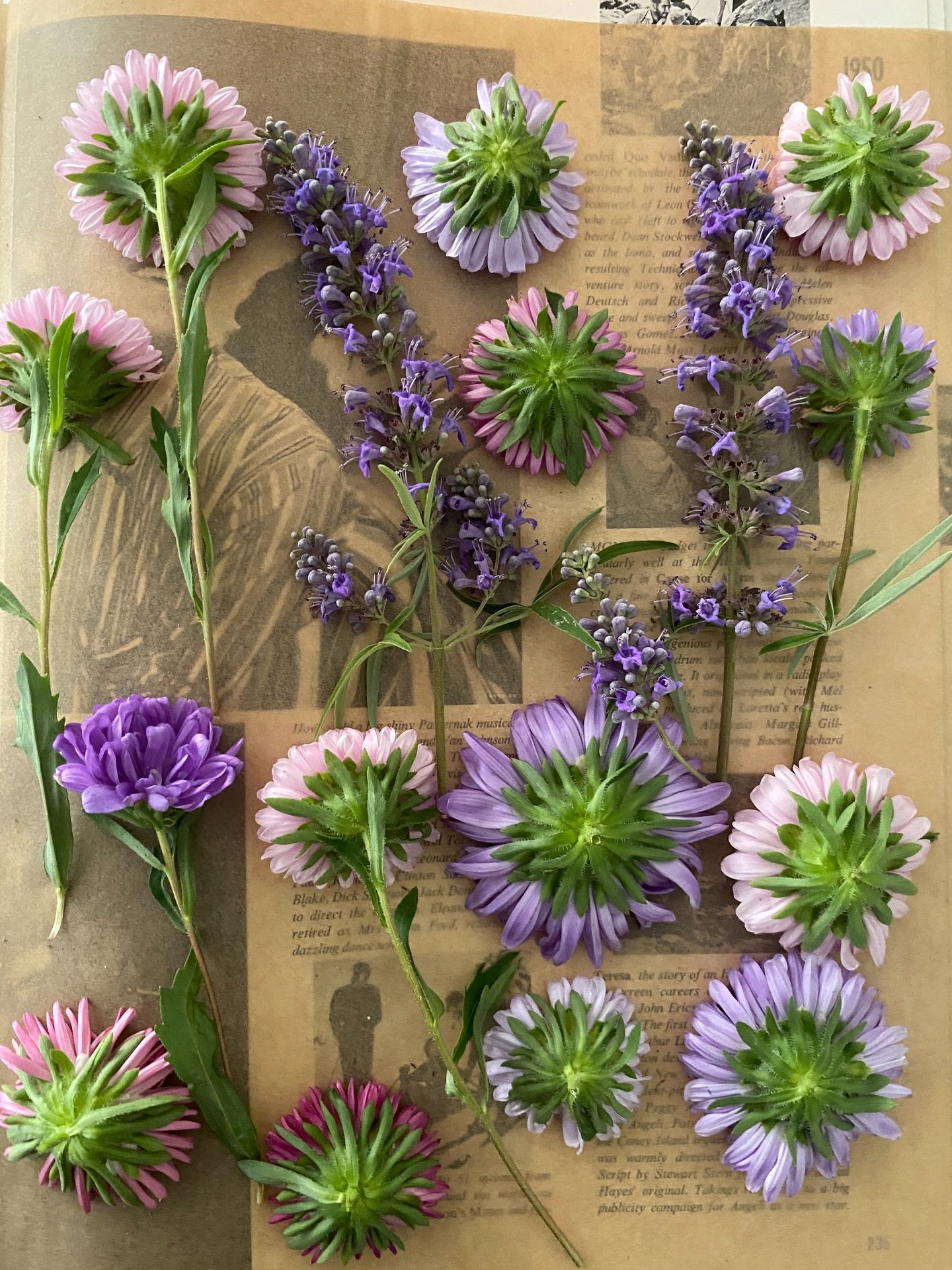 Valentine&rsquo;s 💌 with the 💐

Spending my Saturday pressing little love notes from the garden 🌸

The Blooms:
Asters
Roses
Yarrow
Chaste Tree
Cosmos
Statice

There&rsquo;s nothing sweeter than a slow, lazy Saturday filled with flowers, music and 