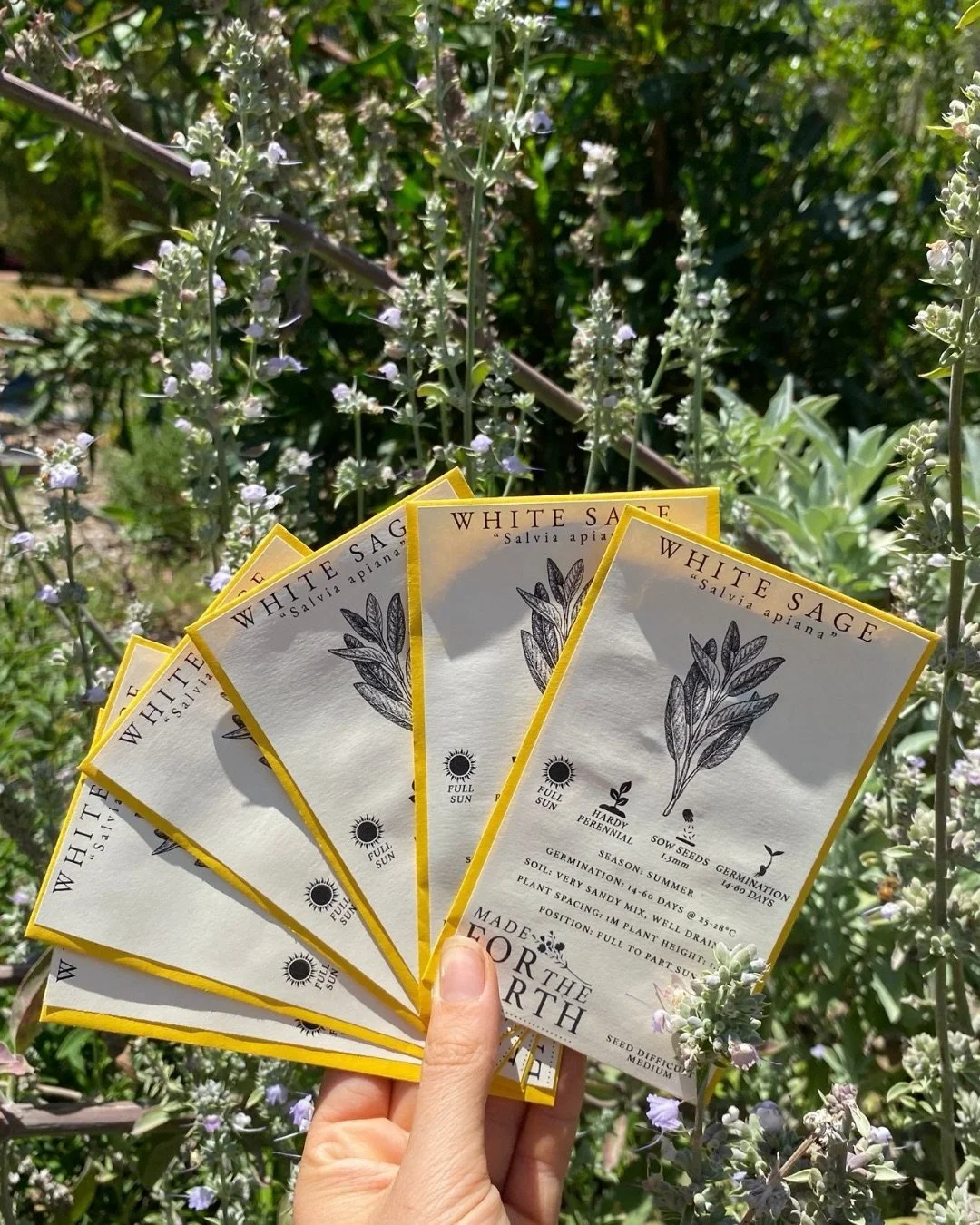 White Sage seeds are back in stock and always one of our most requested 🌿

Loved for their ceremonial use, cleansing qualities and silvery aromatic leaves, White Sage has become incredibly popular in home gardens and spiritual practices alike. Thriv