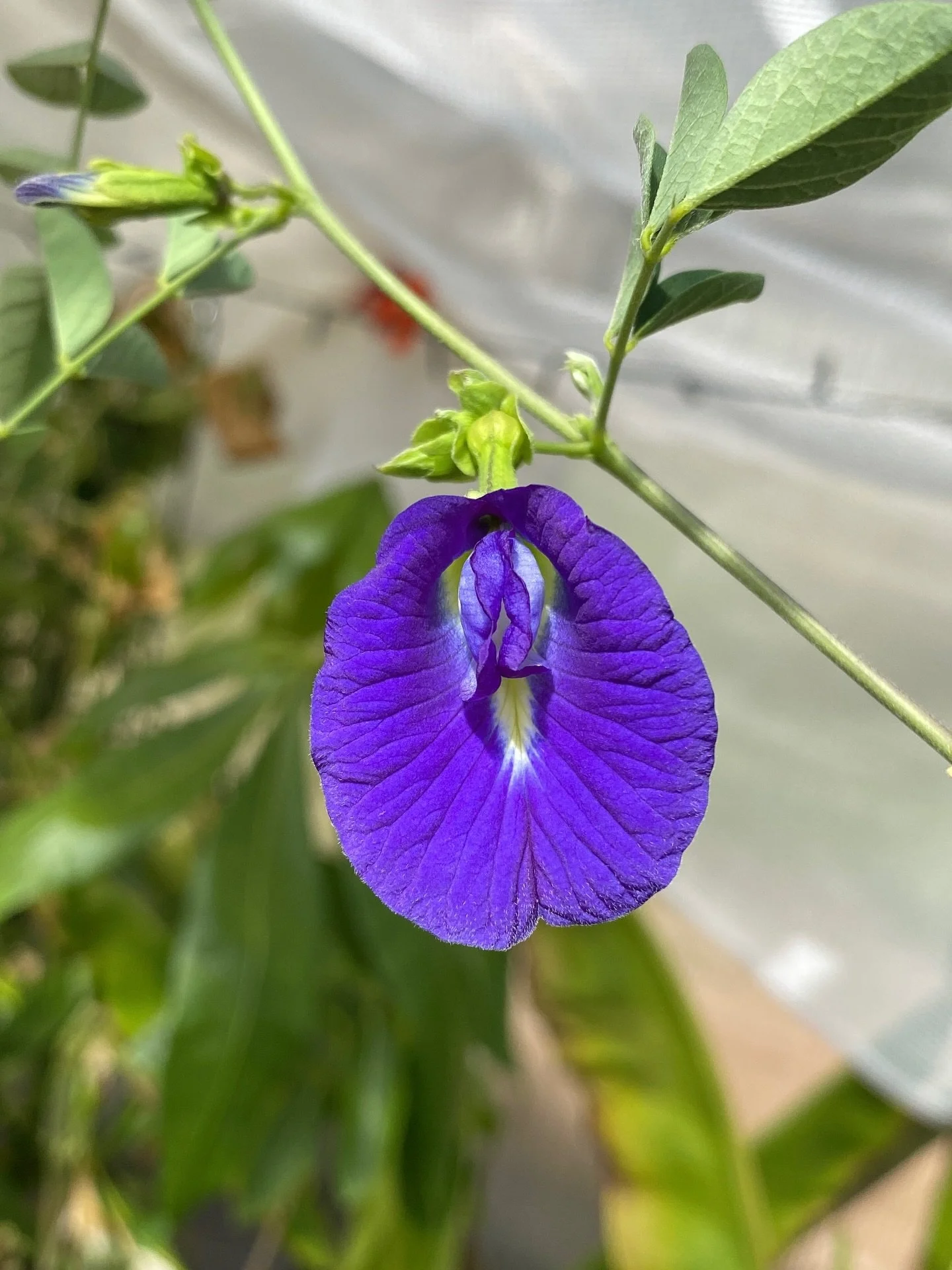Every time I see a Butterfly Pea flower I genuinely go wow. 🦋😍 It never stops amazing me.

Not only is it absolutely stunning with those deep blue flowers, it is packed with benefits too. Traditionally used to support the nervous system, memory and
