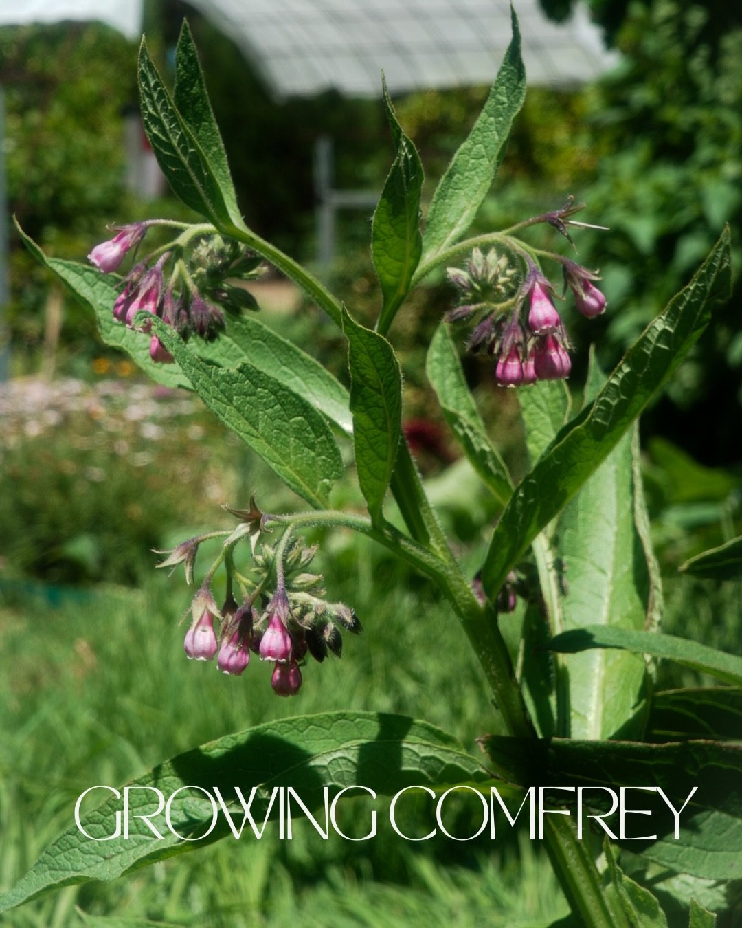 Comfrey is one of those powerhouse plants we always make room for in the garden 🌿

Fast growing, deeply rooted and incredibly generous, it mines nutrients from deep in the soil and brings them right back up to the surface. Perfect for chop and drop,