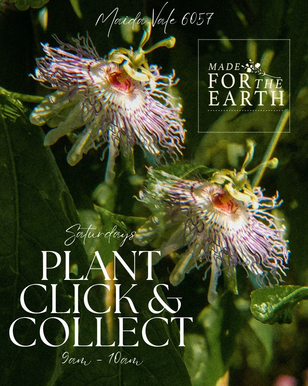 🌿 Click &amp; Collect This Saturday 🌿

Our weekly pick up is on again this Saturday from 9am to 10am in Maida Vale 6057 💌
All orders will be freshly packed and ready to go

We&rsquo;re restocking weekly with fresh herbs, seeds, and seasonal plants