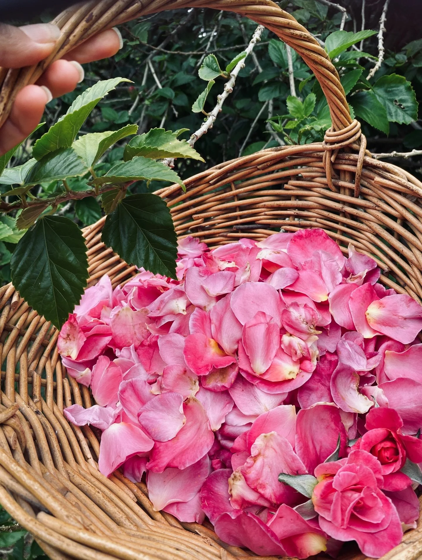 Harvests are full of colour 💞 #roses