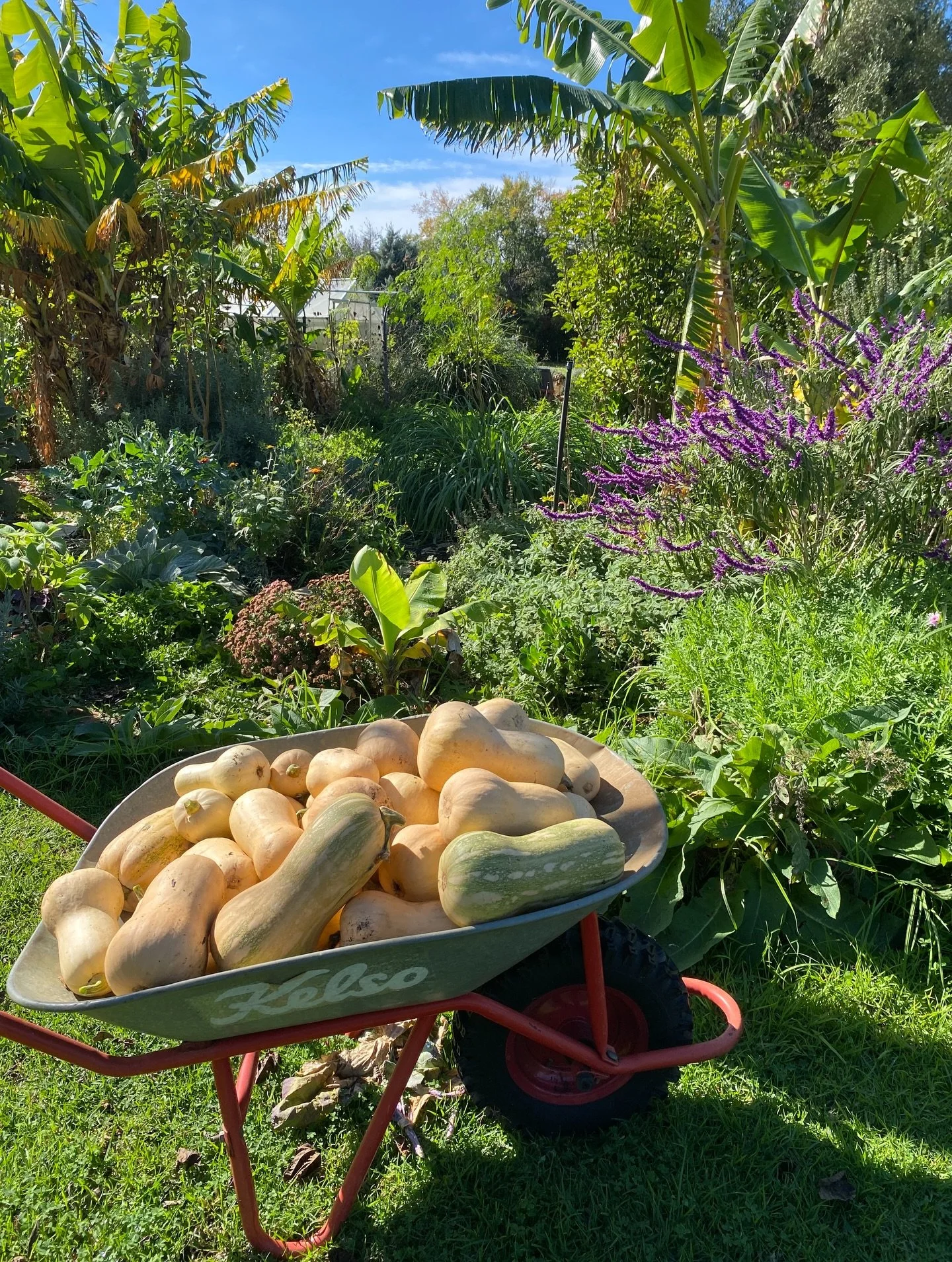 Autumn has been a busy one for us 🍂

We&rsquo;ve been harvesting, seed cleaning, repacking stock, and working hard behind the scenes to keep things restocked. Over winter, our live plant range slowly slows down as many of our herbs go to sleep for t