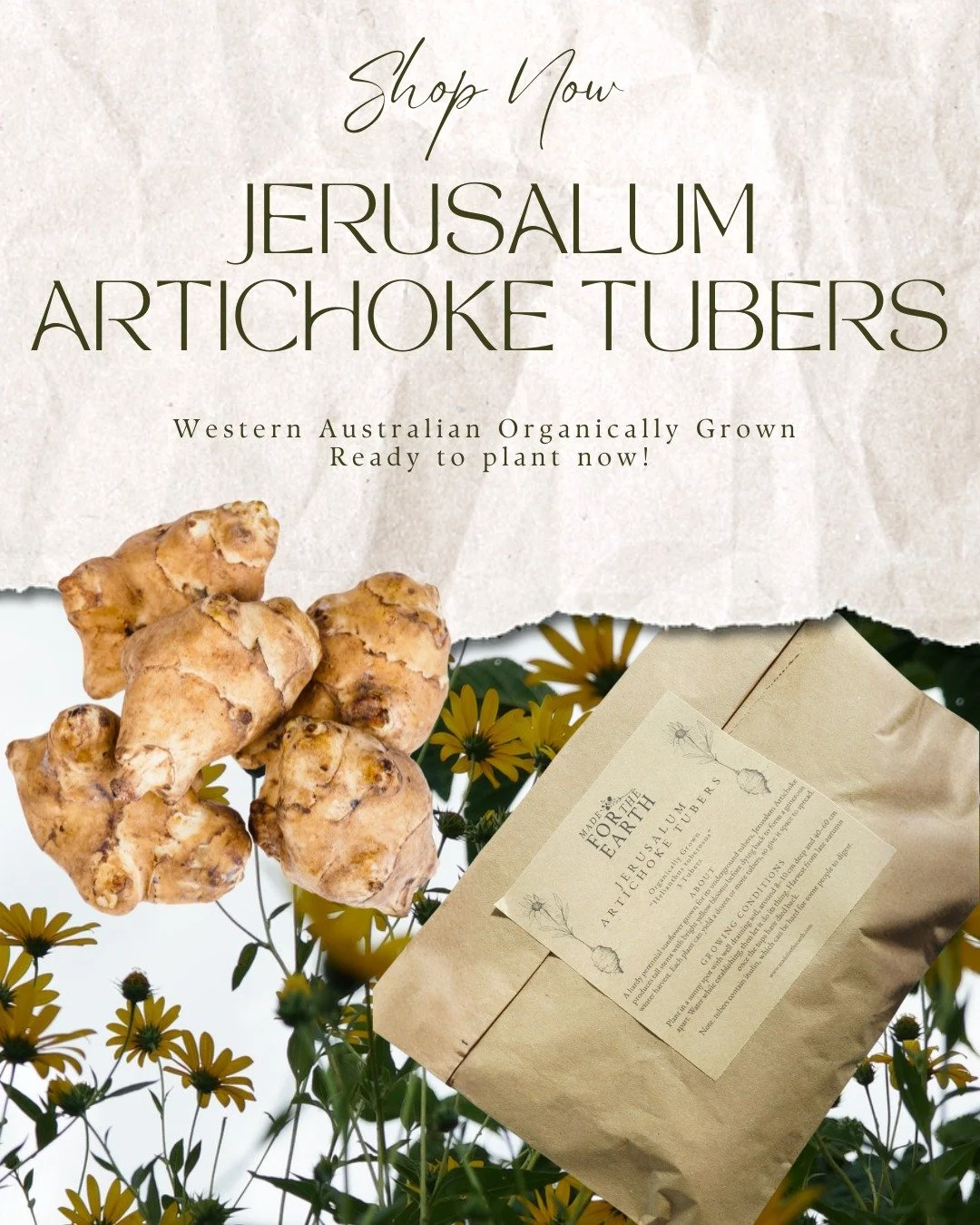 🌻 Jerusalem Artichoke Tubers Available Now 🌻

Our Jerusalem Artichoke tubers are now available in packs of 3 for a limited time only!

These hardy perennial vegetables produce delicious nutty flavoured tubers that can be roasted, mashed, added to s