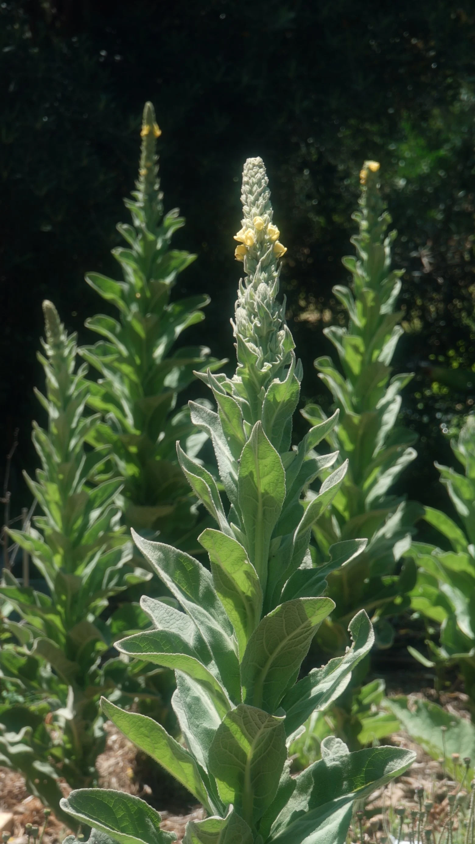 Mullein: The Soothing Herb for Lung Health, Resilience and Immune Support