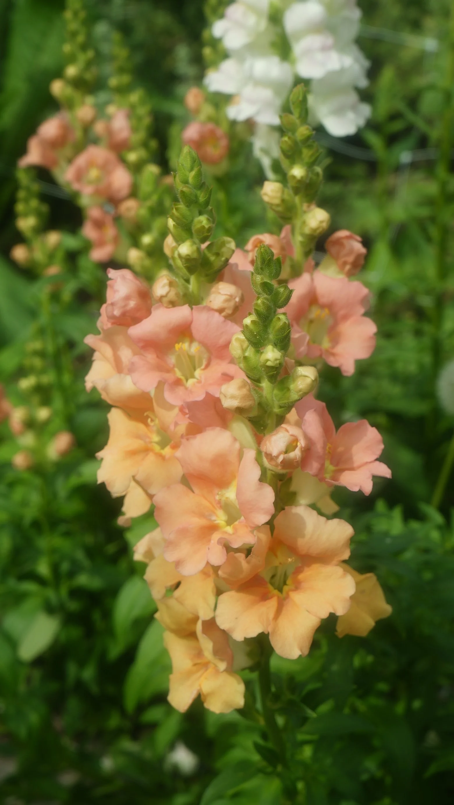 Snapdragon Apricot | Cut Stems