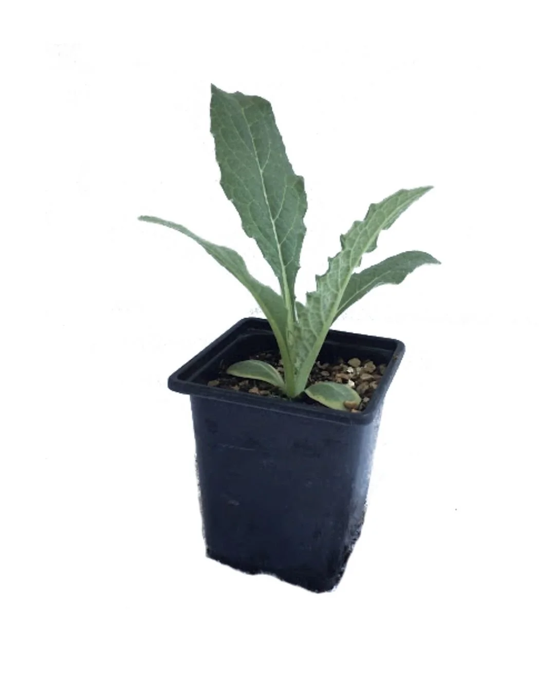 Globe Artichoke Plant