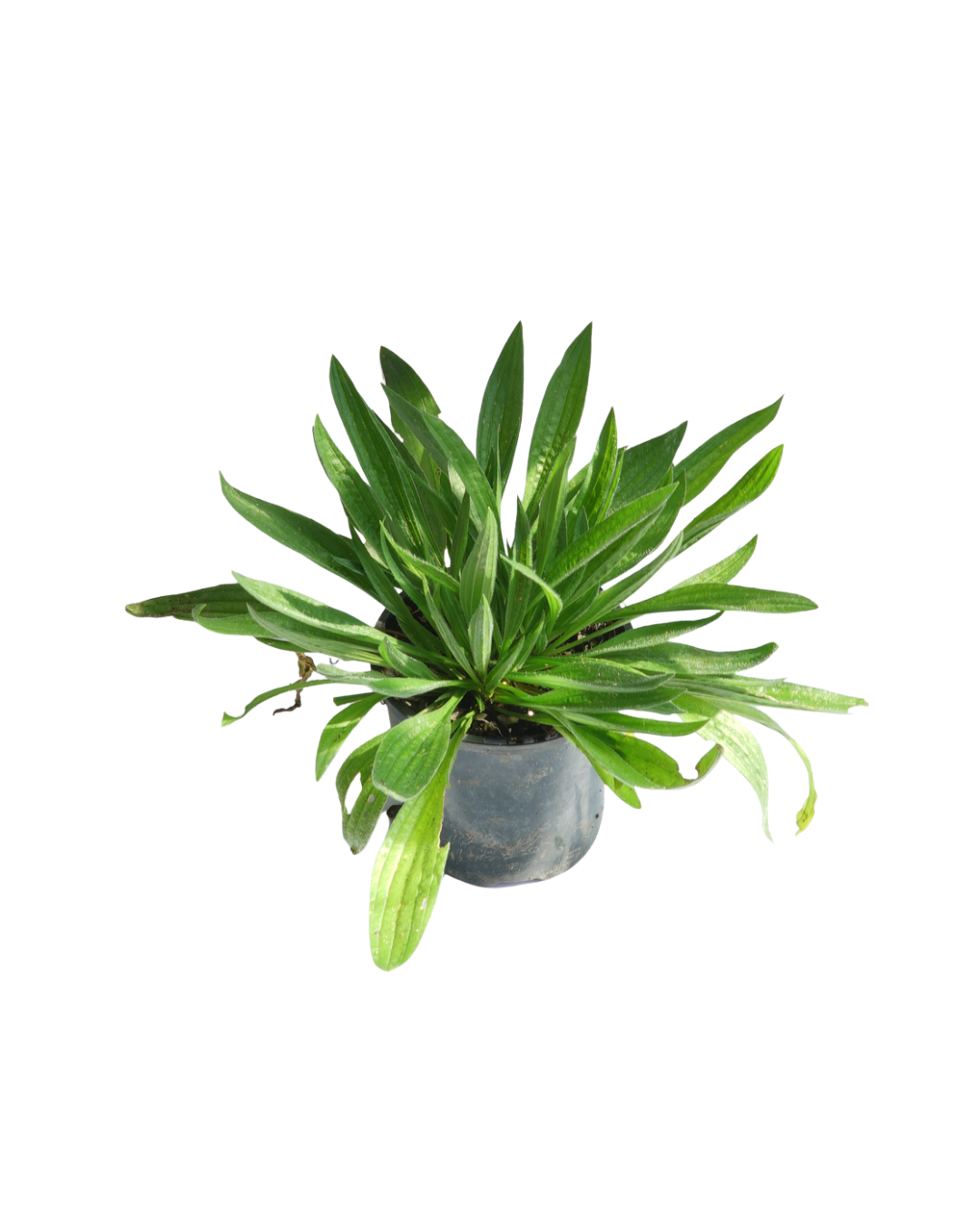 Plantain (Ribwort) Plant
