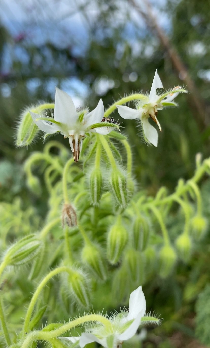 Borage (White) Seeds