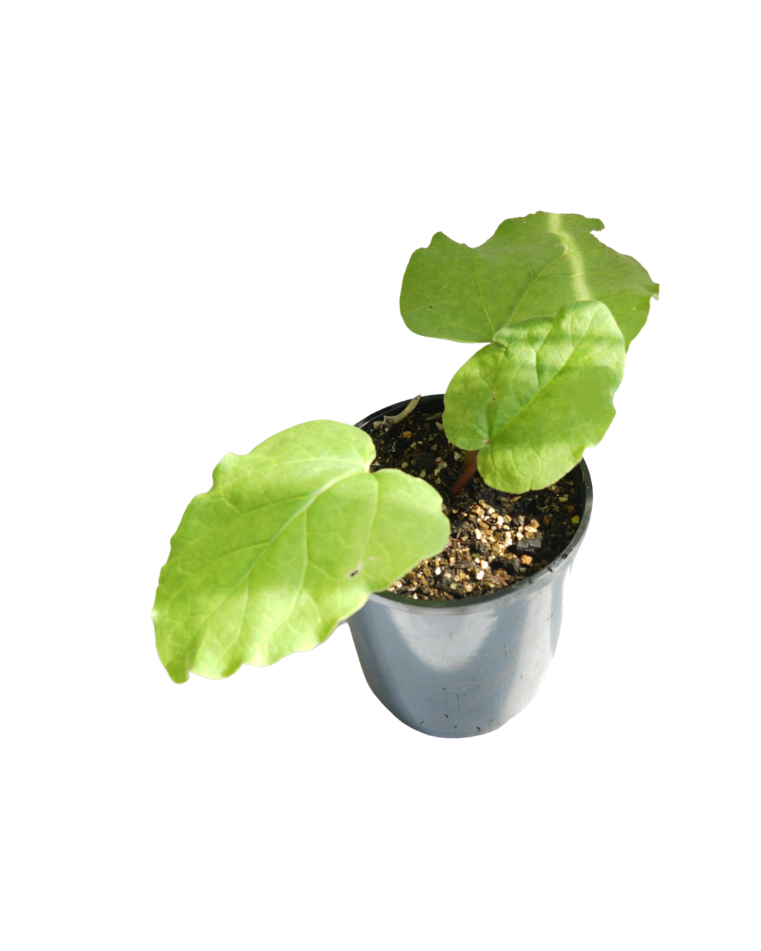 Untitled design (36).png
