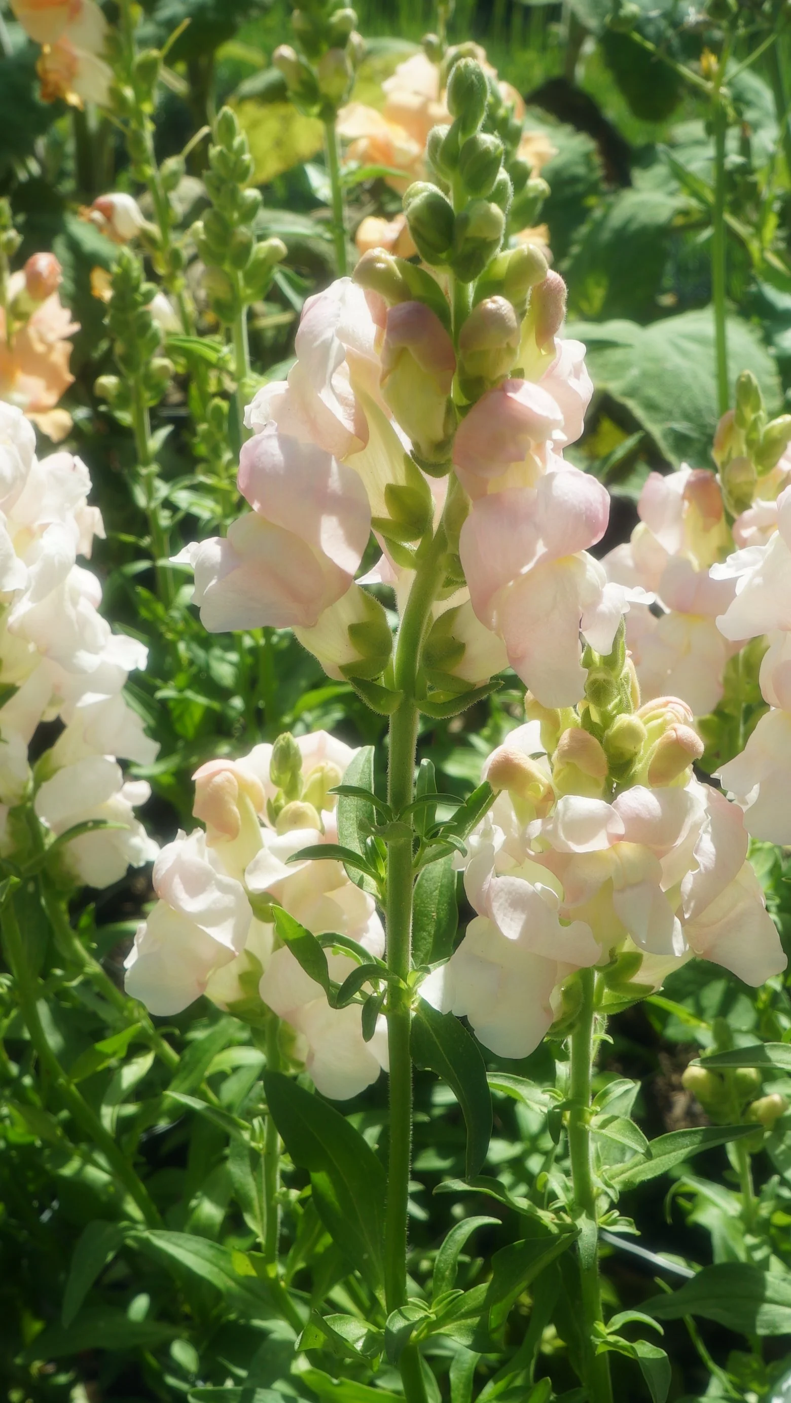 Snapdragon - Blush Pink | Cut Stem